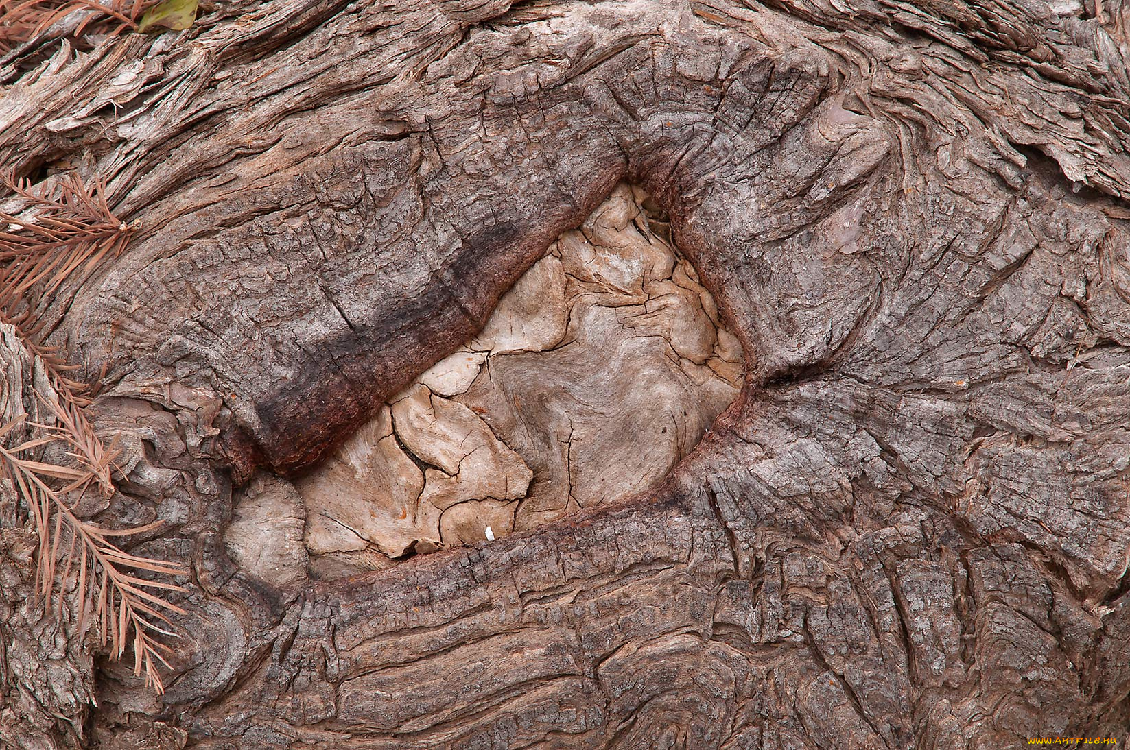 разное, текстуры, кора, дерево