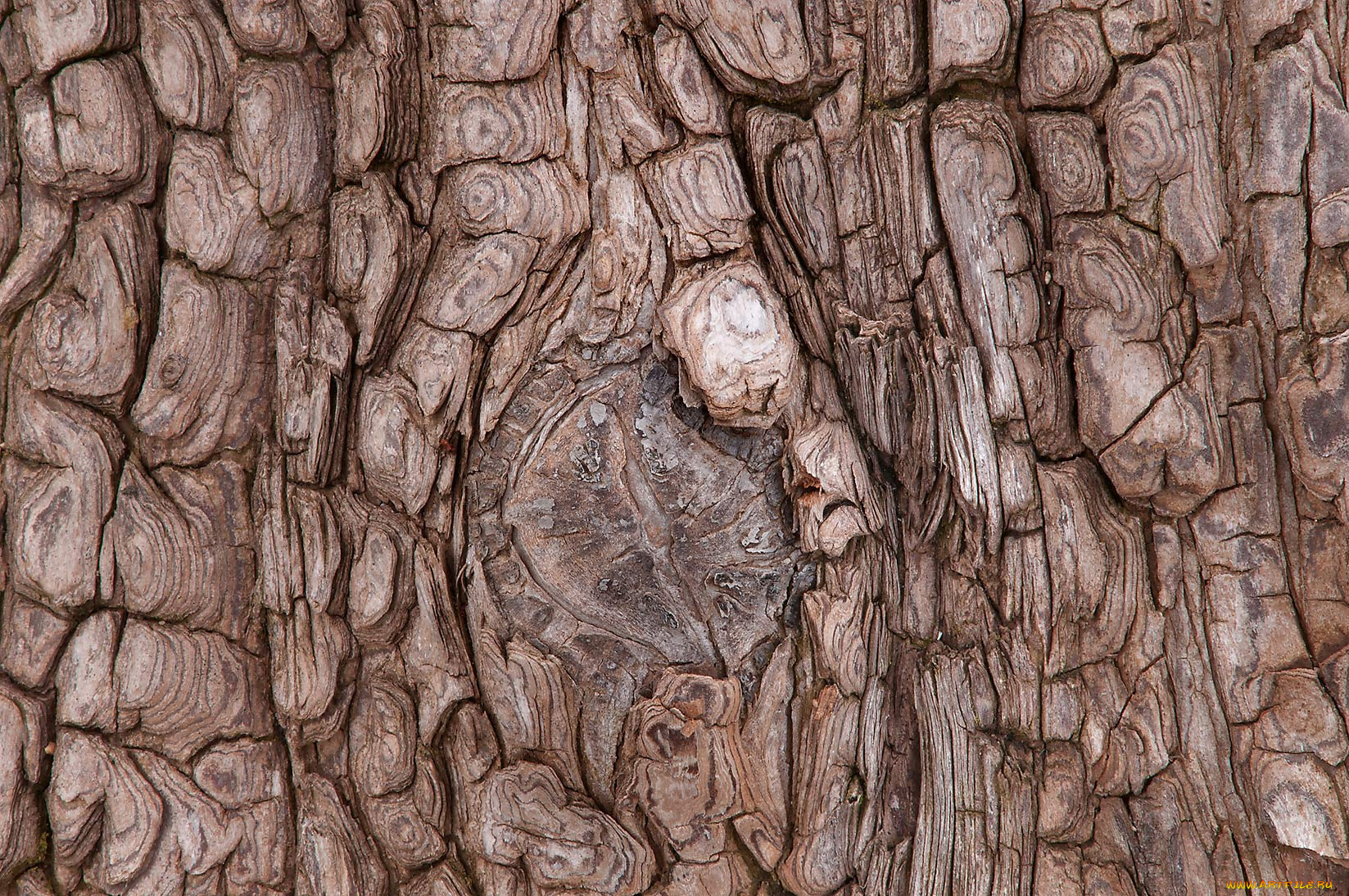 разное, текстуры, кора, дерево