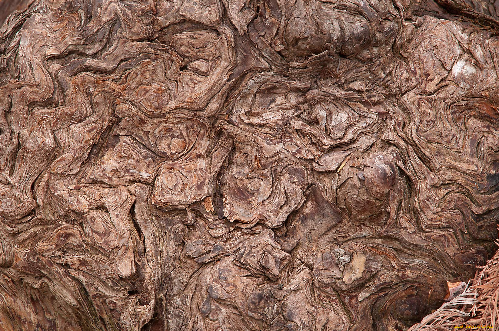 разное, текстуры, кора, дерево