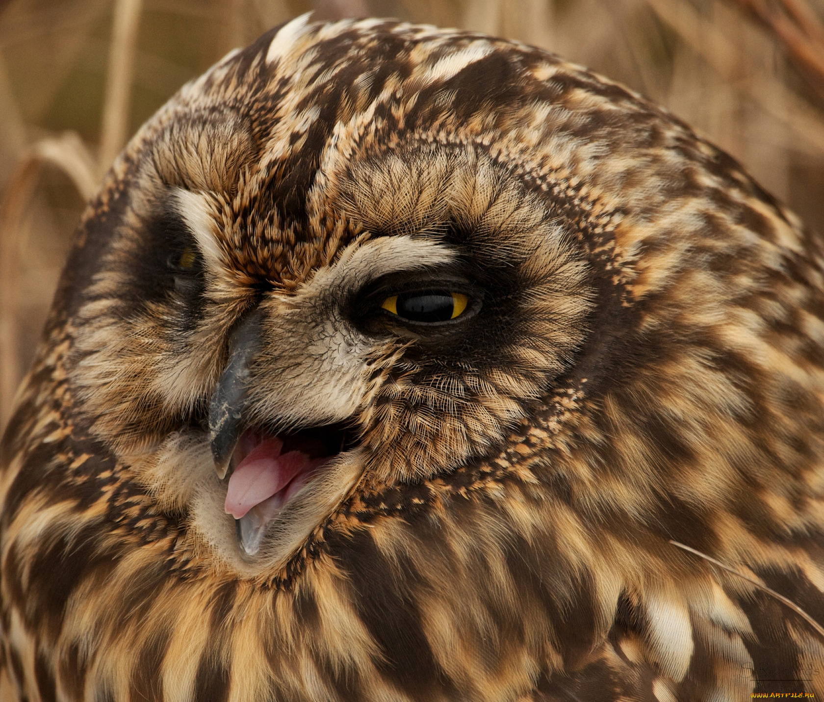 животные, совы, болотная, сова