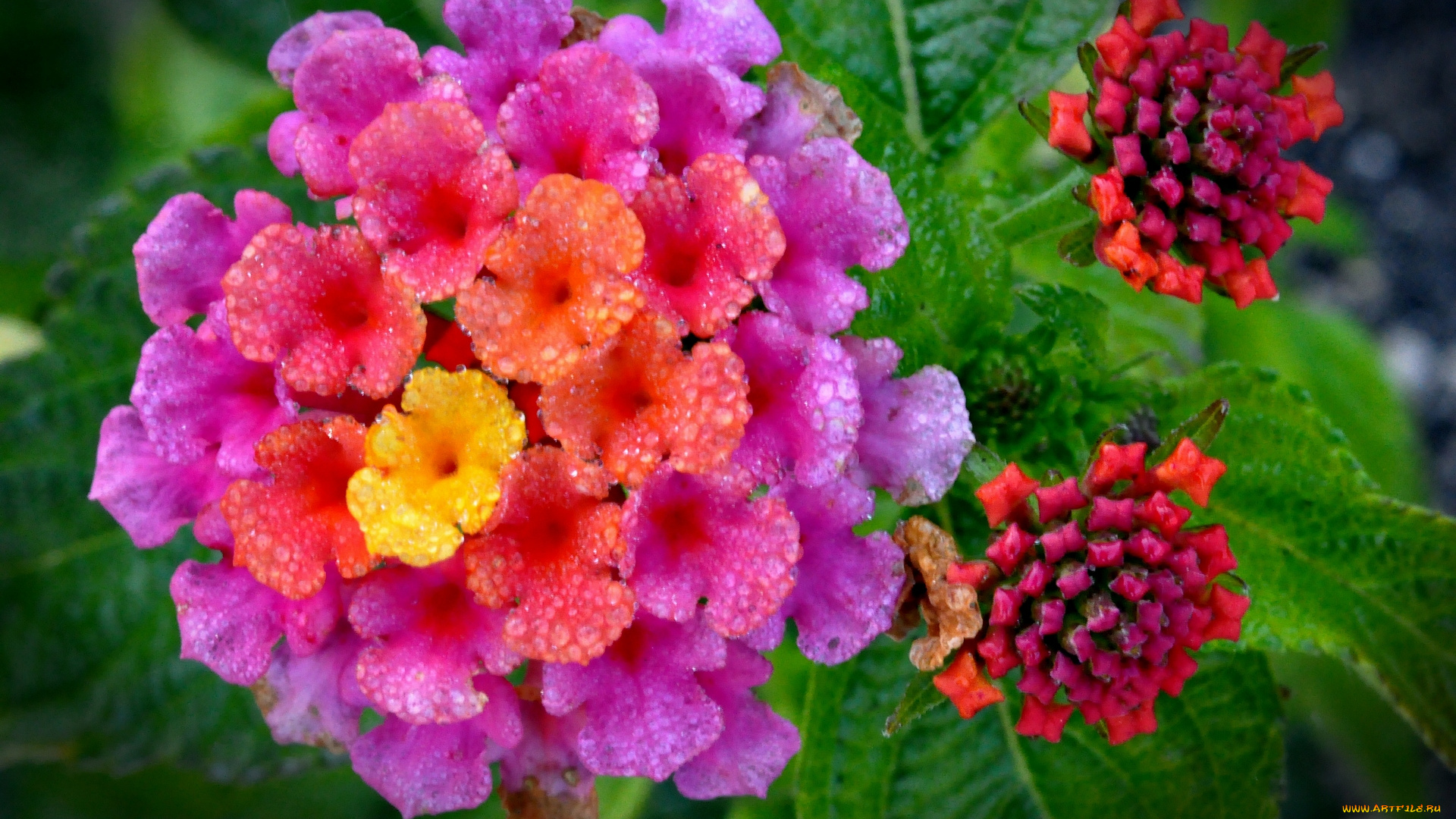 цветы, лантана, вербена, макро