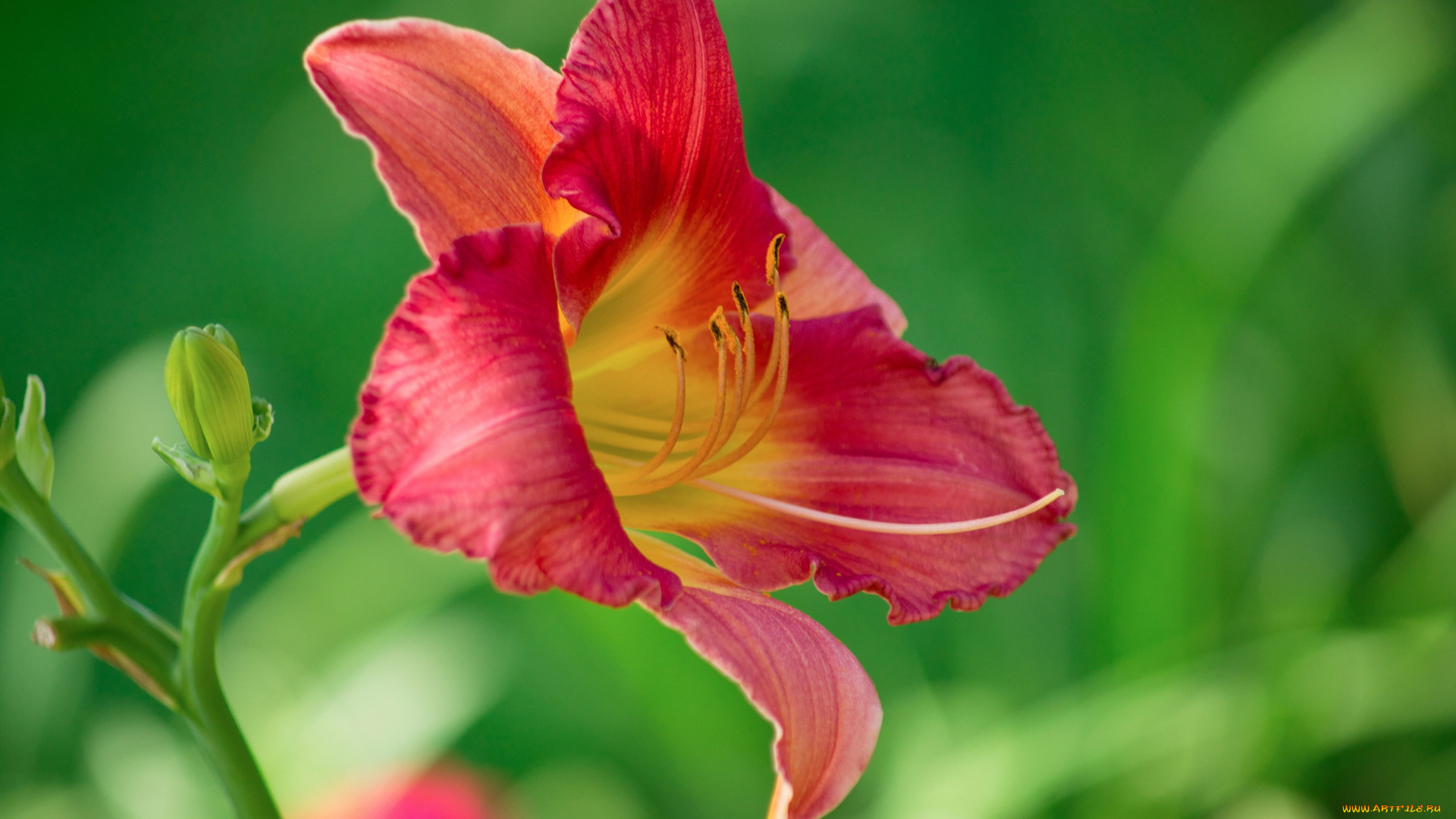 цветы, лилии, лилейники, лепестки, макро