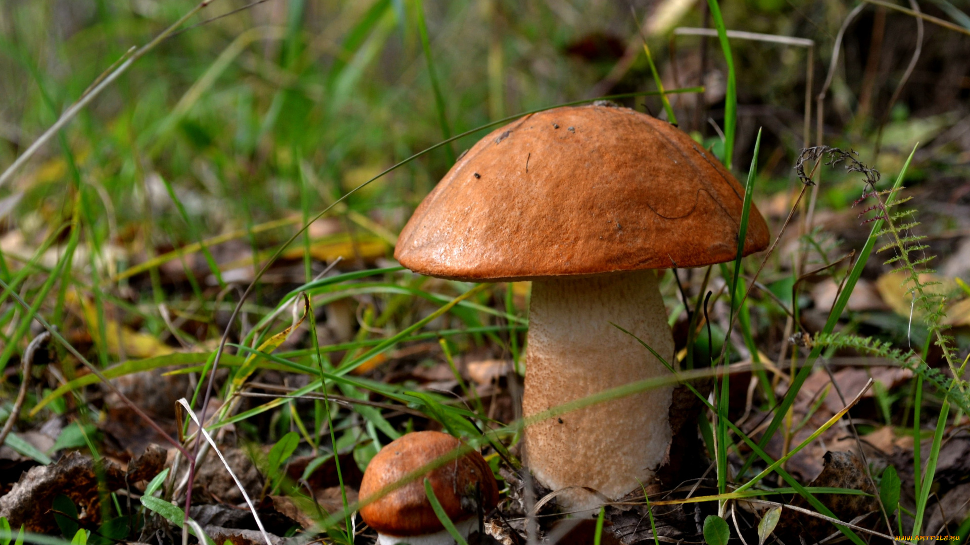природа, грибы, трава, подосиновики