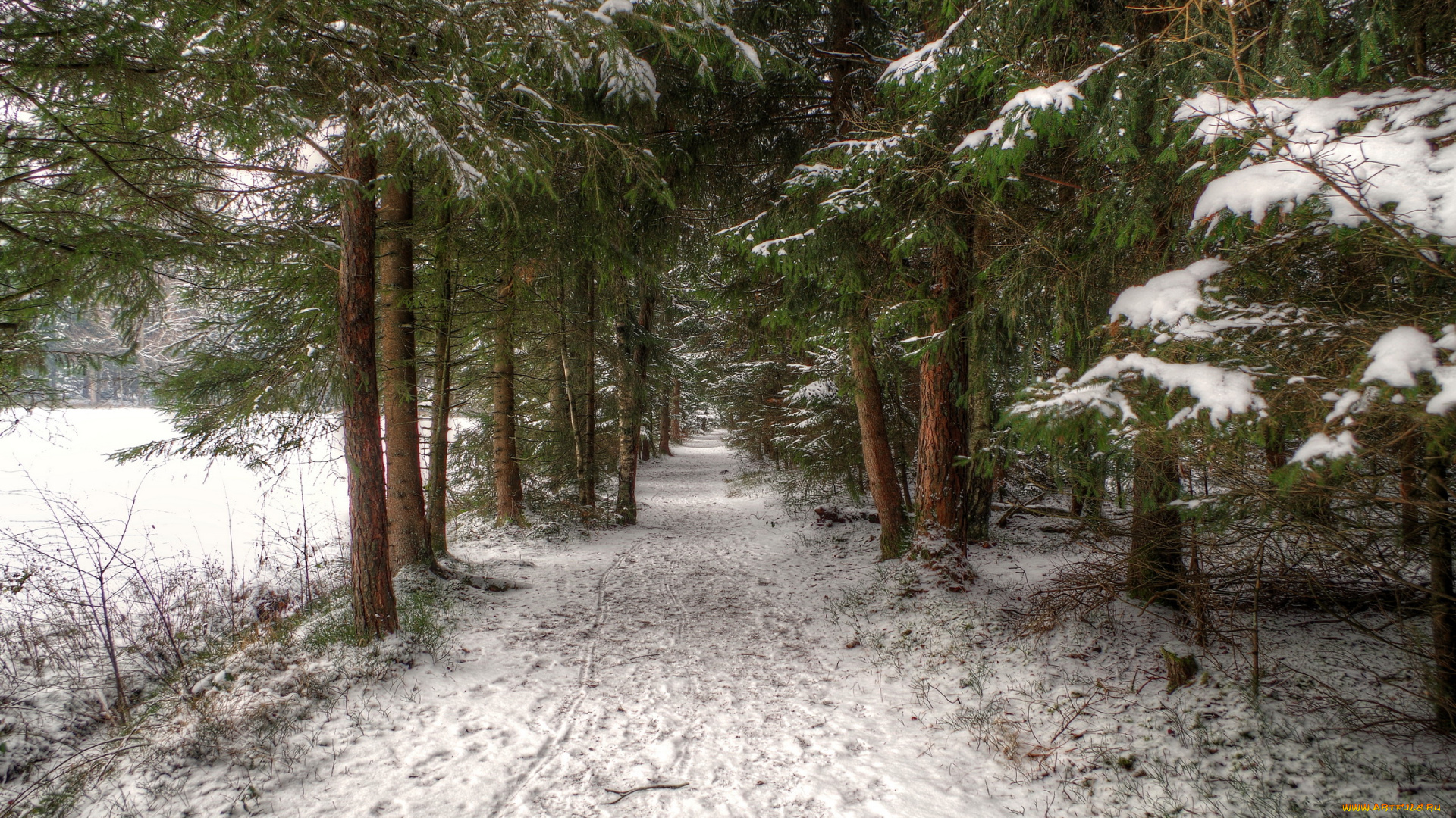 природа, зима, снег, лес