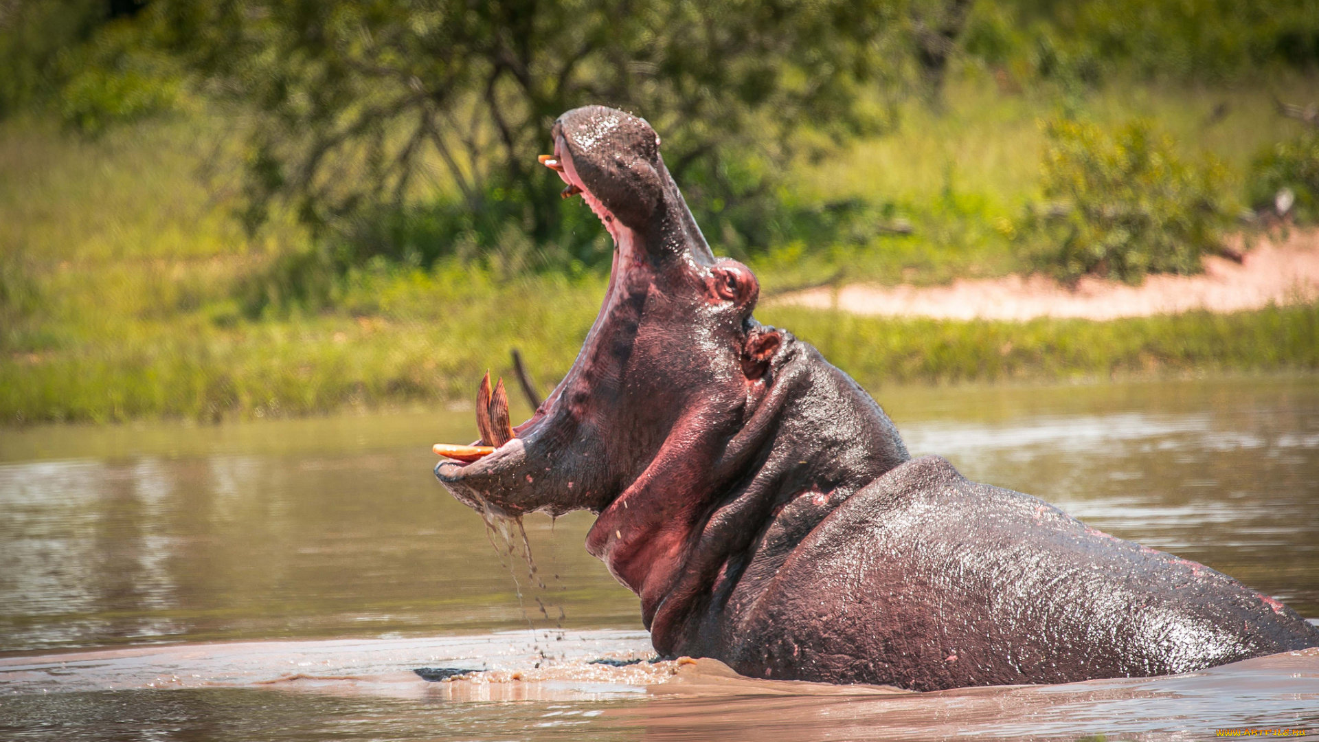 животные, бегемоты, клыки