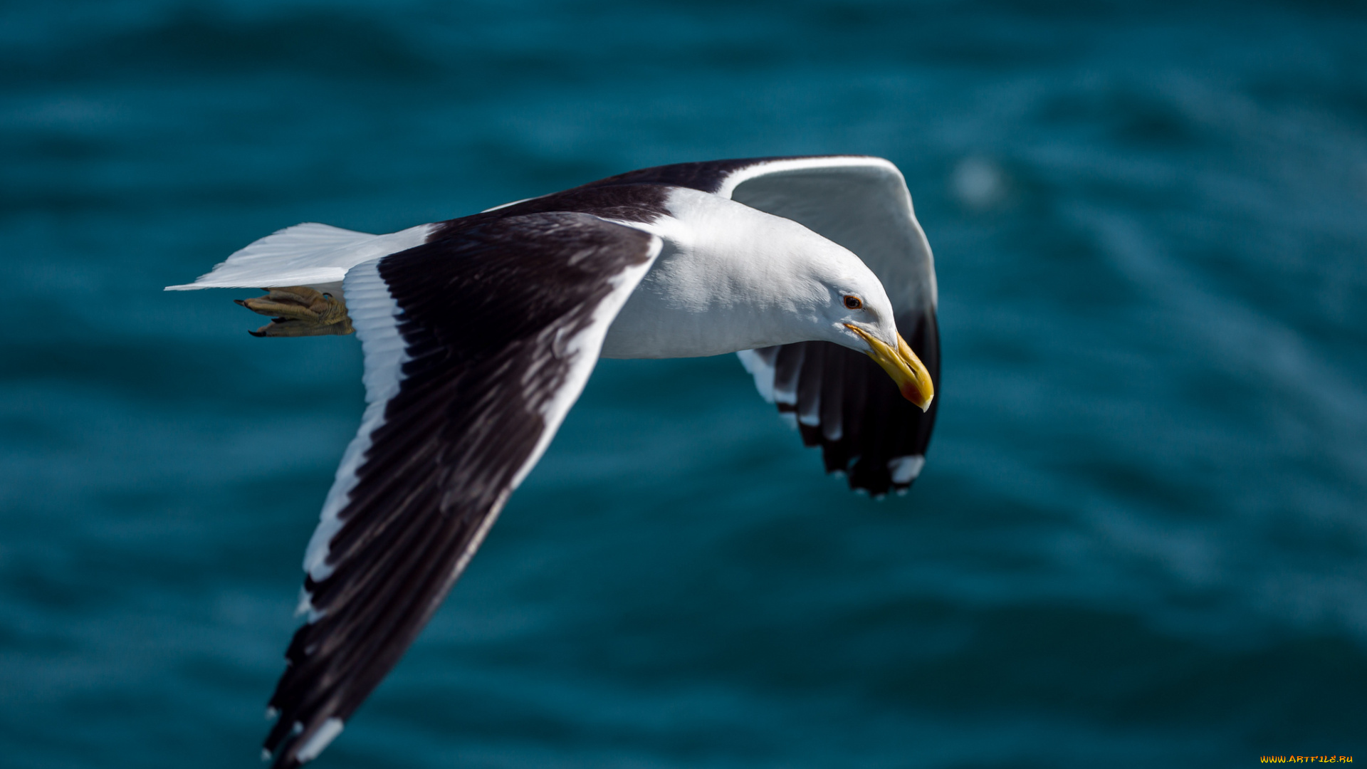 животные, Чайки, бакланы, крачки, океан, полёт