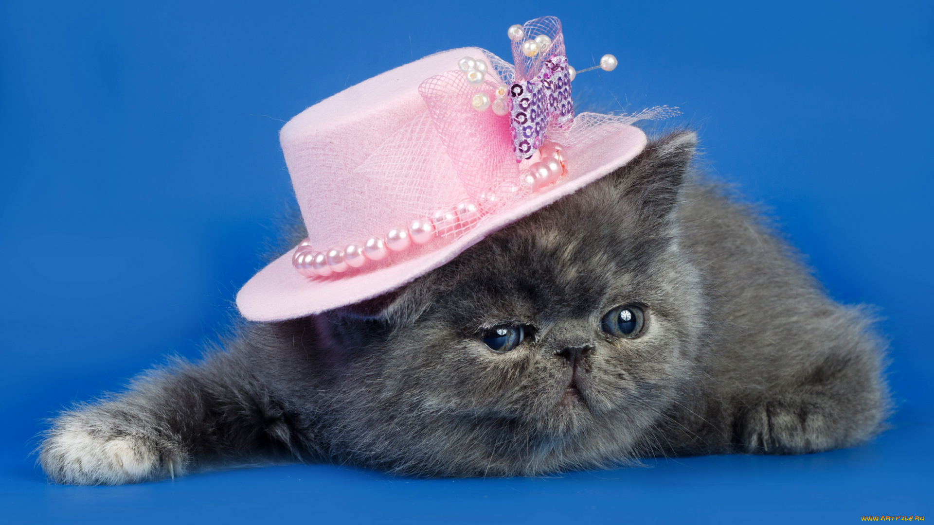 животные, коты, фон, шляпка, кошка