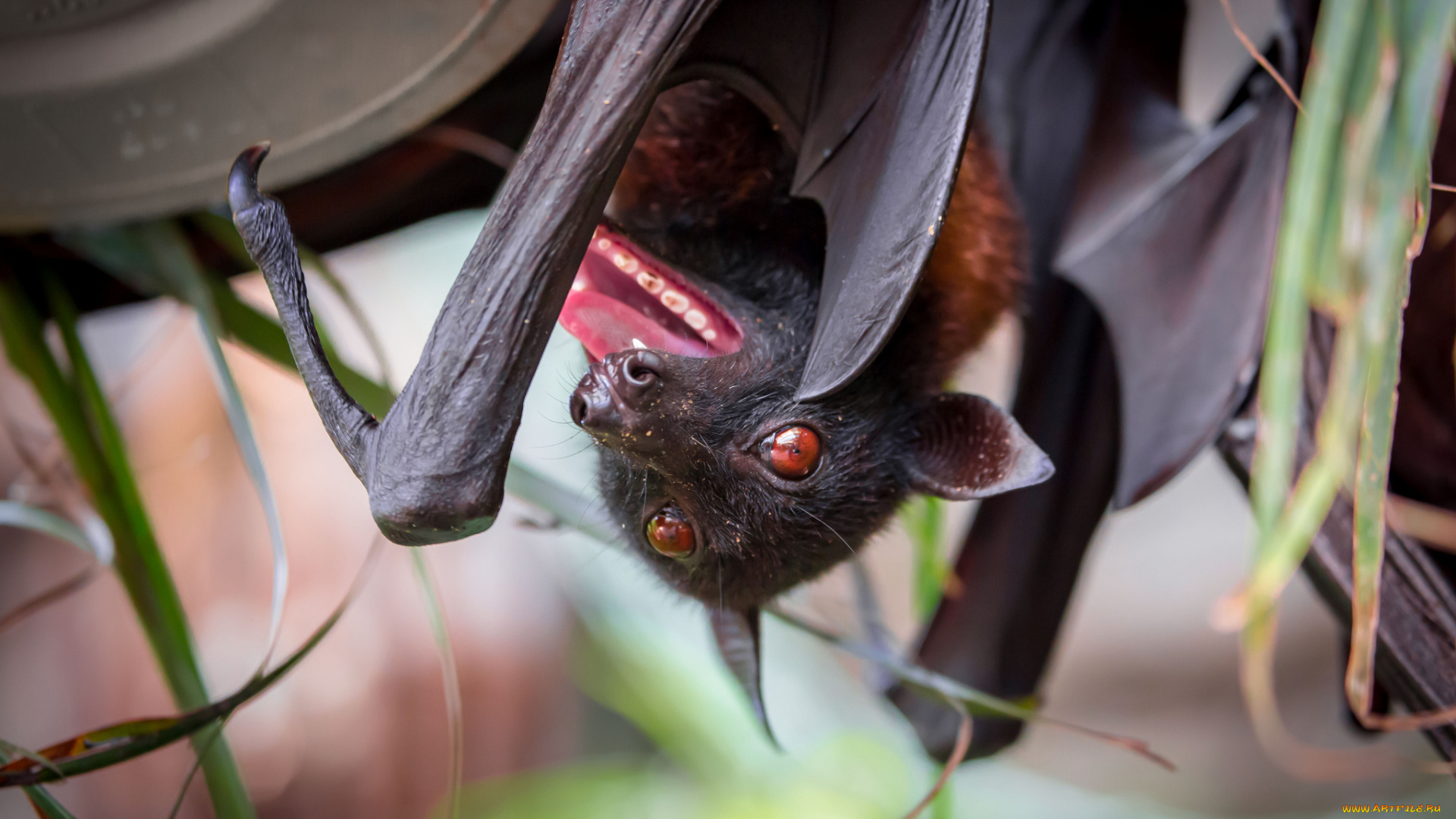 животные, летучие, мыши, ярость, оскал