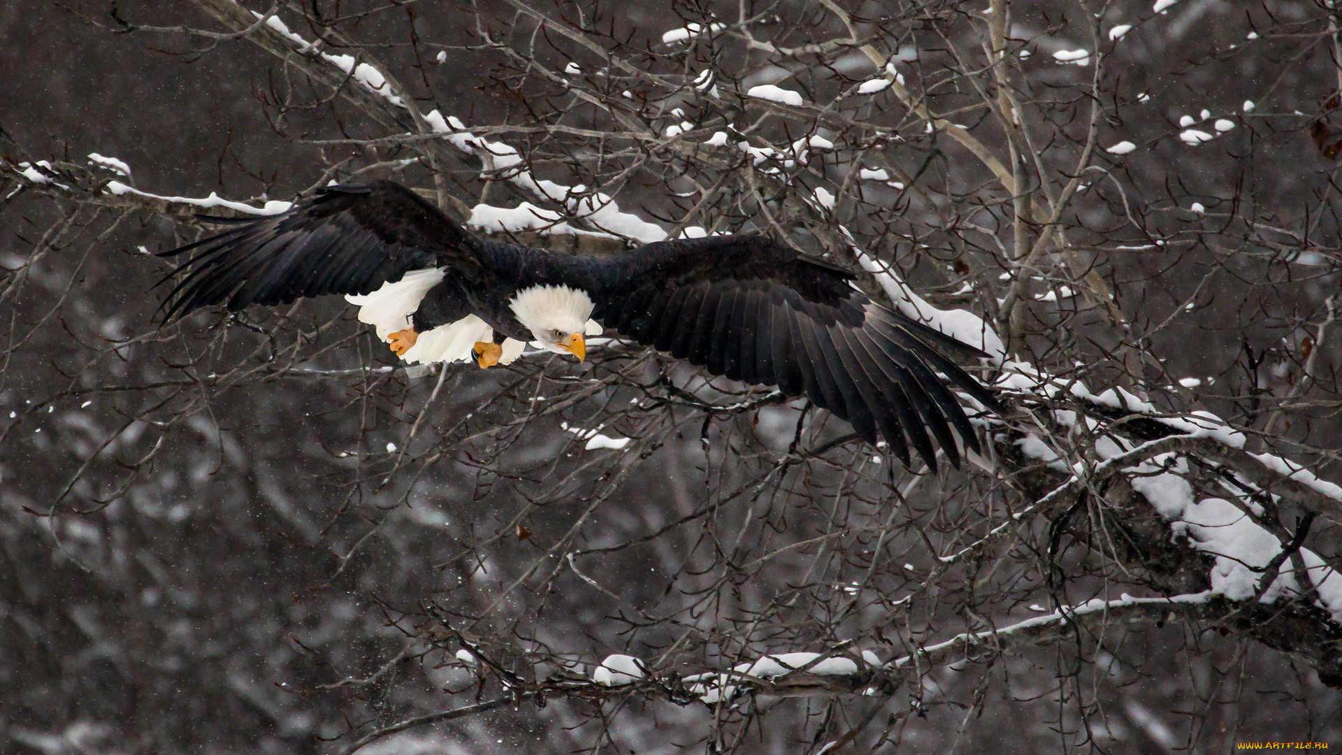 животные, птицы, хищники, зима, птица, орёл
