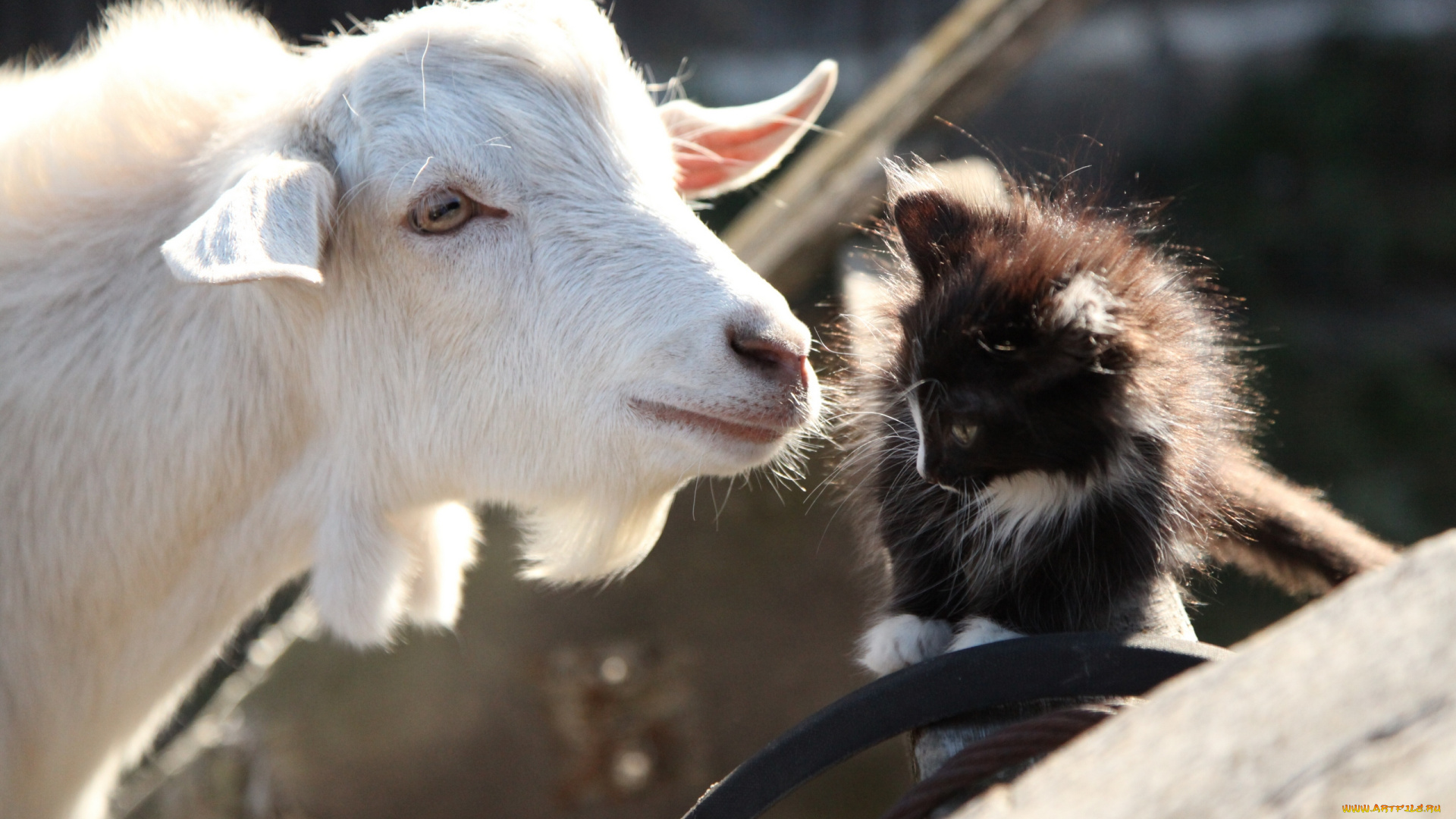 животные, разные, вместе, коза, котёнок