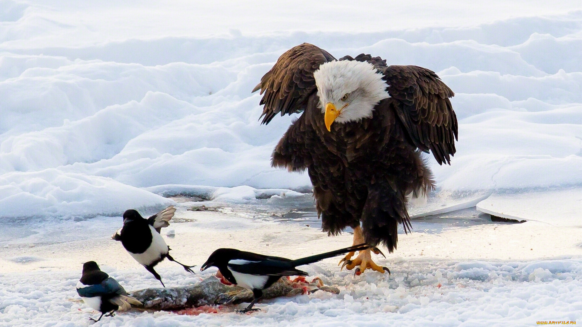 животные, разные, вместе, сороки, белоголовый, орлан