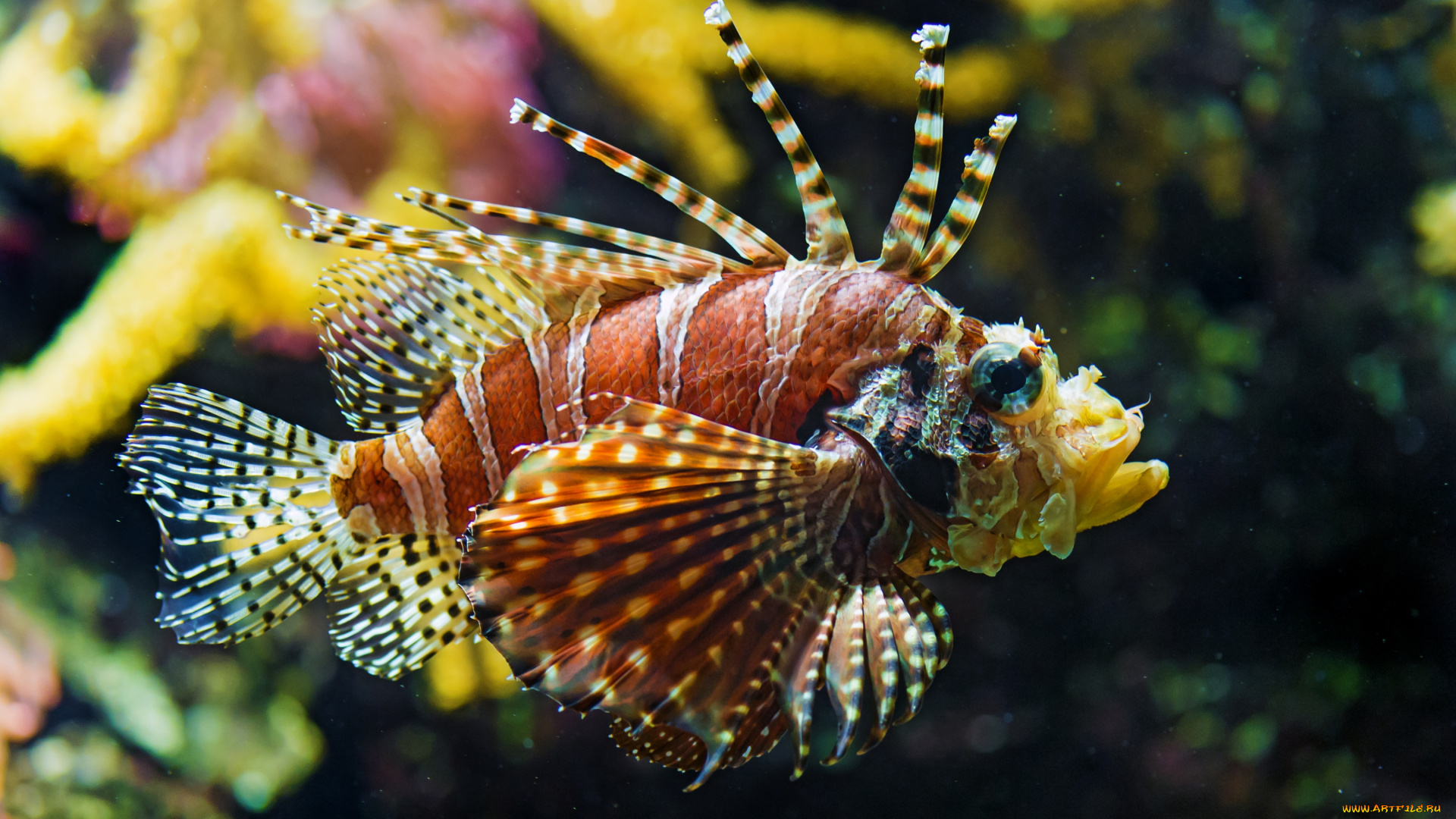 животные, рыбы, плавники