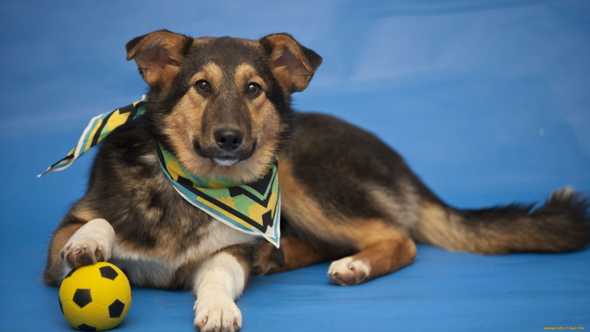 животные, собаки, футболист