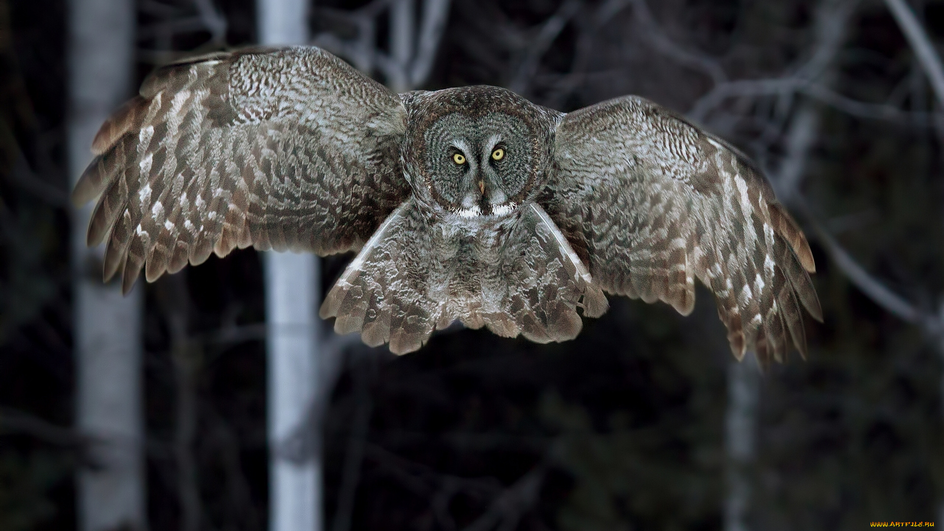животные, совы, бородатая, неясыть