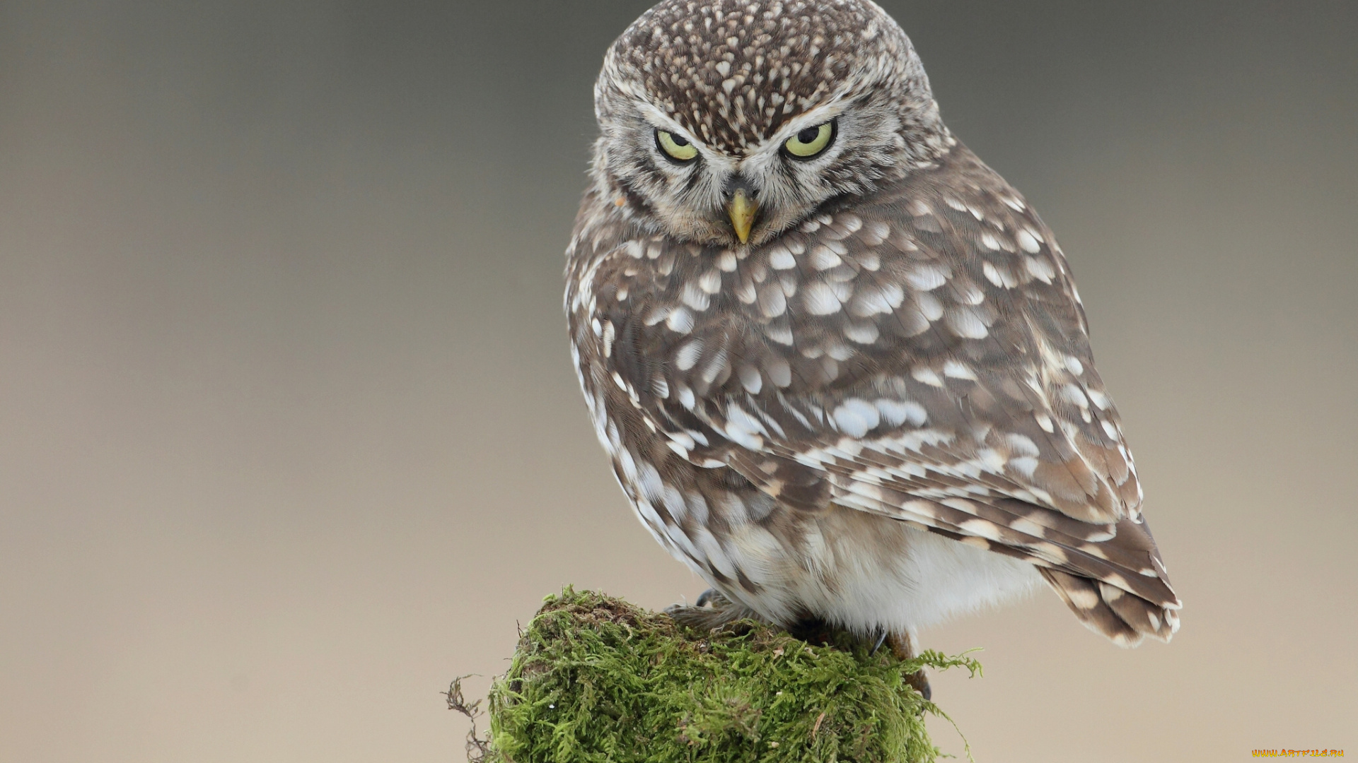 животные, совы, домовый, сыч