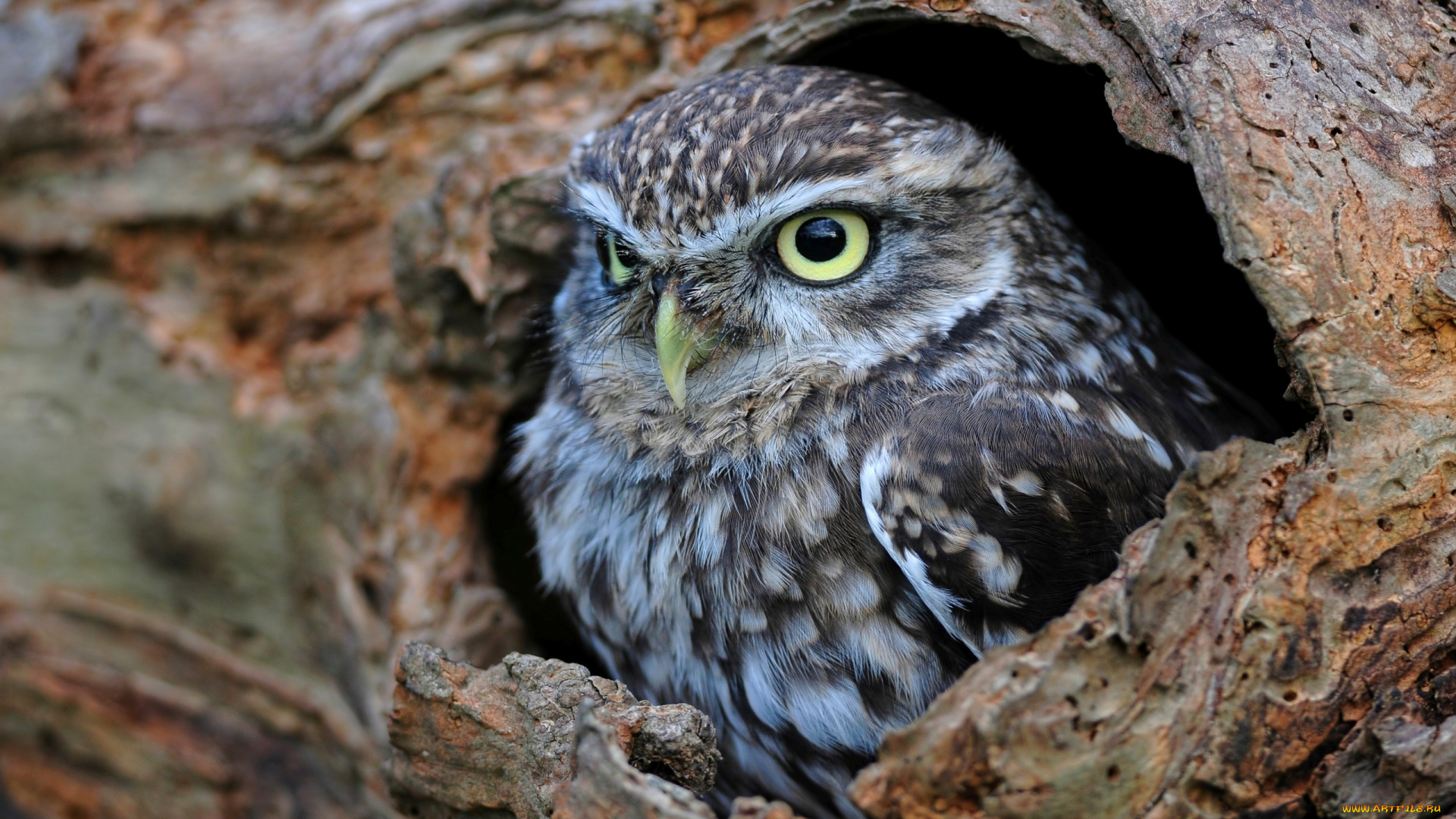 животные, совы, домовый, сыч, дупло