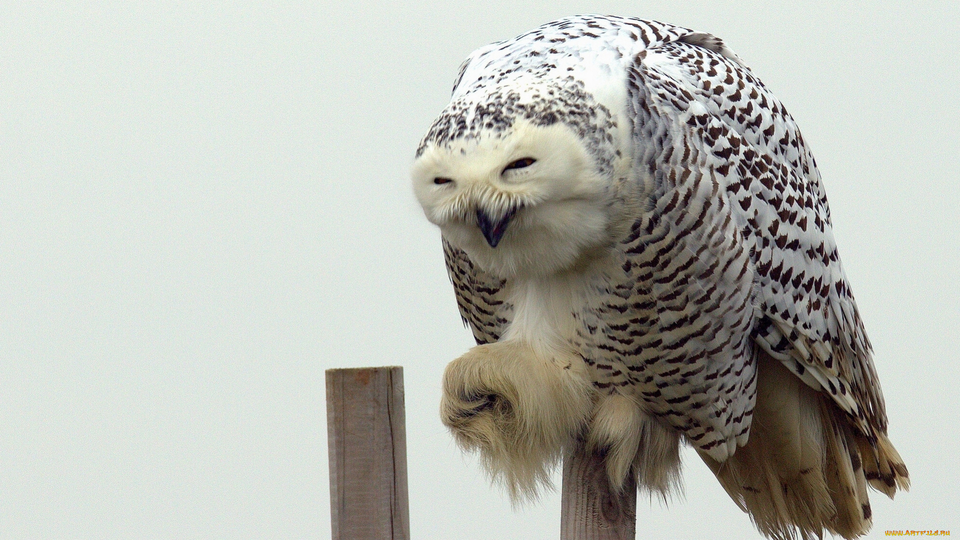 животные, совы, полярная, сова, белая