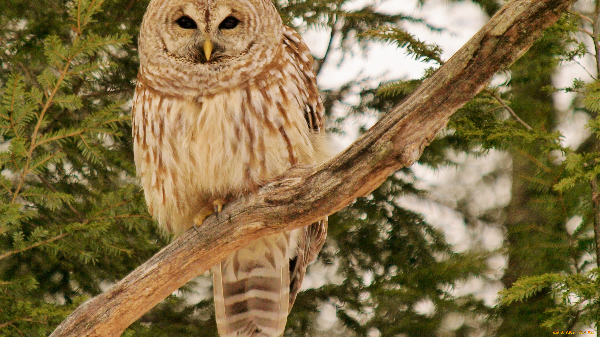 животные, совы, пёстрая, неясыть