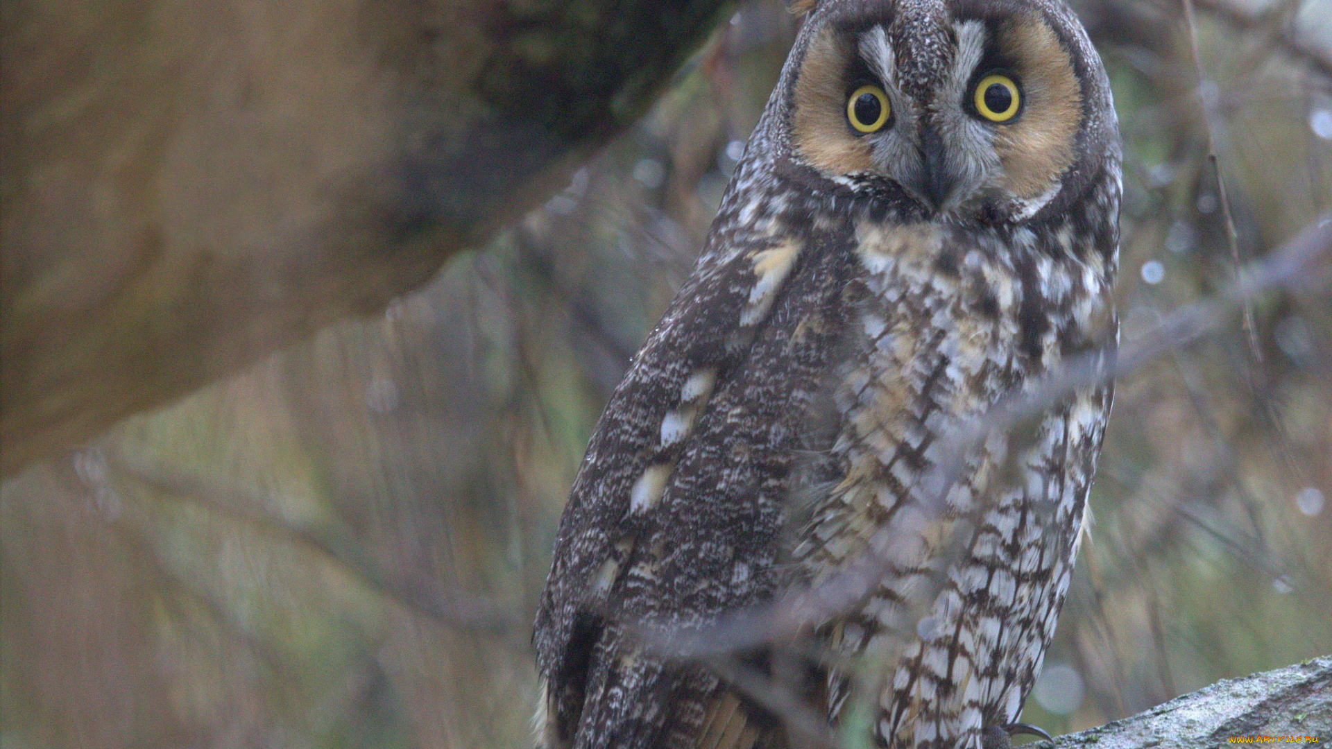 животные, совы, ушастая, сова