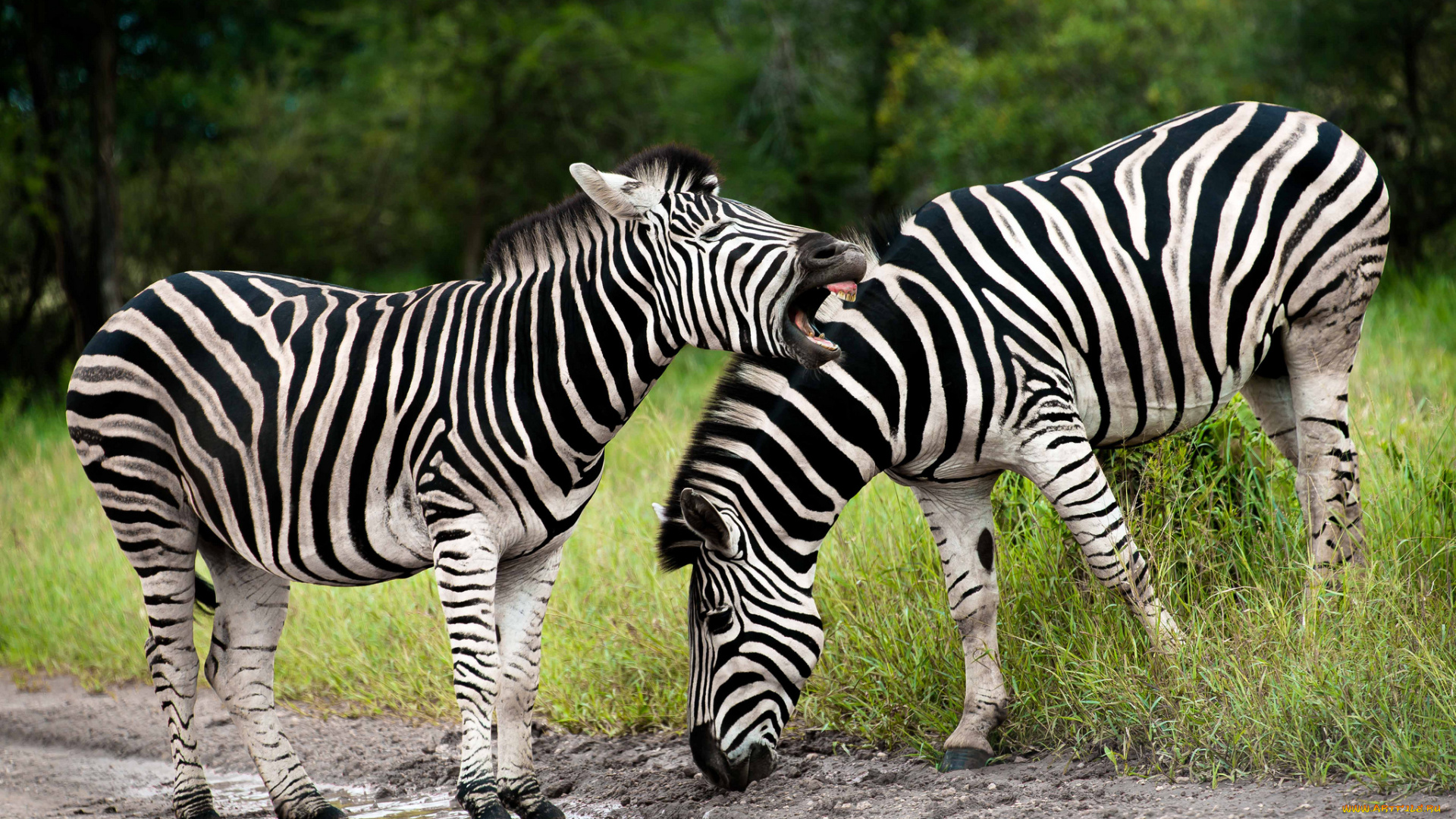 животные, зебры, южная, африка