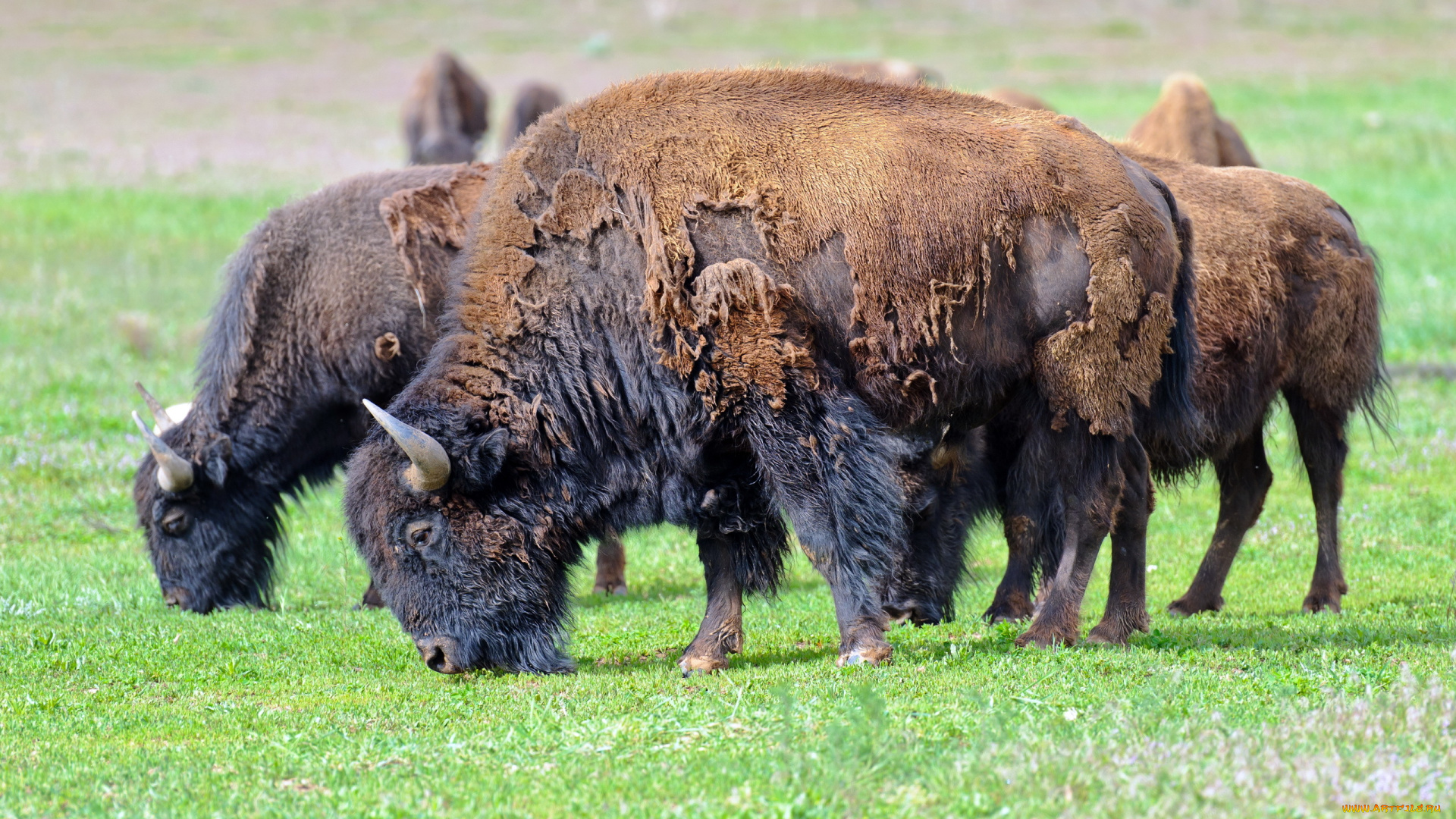 животные, зубры, бизоны, american, bison, природа, лето