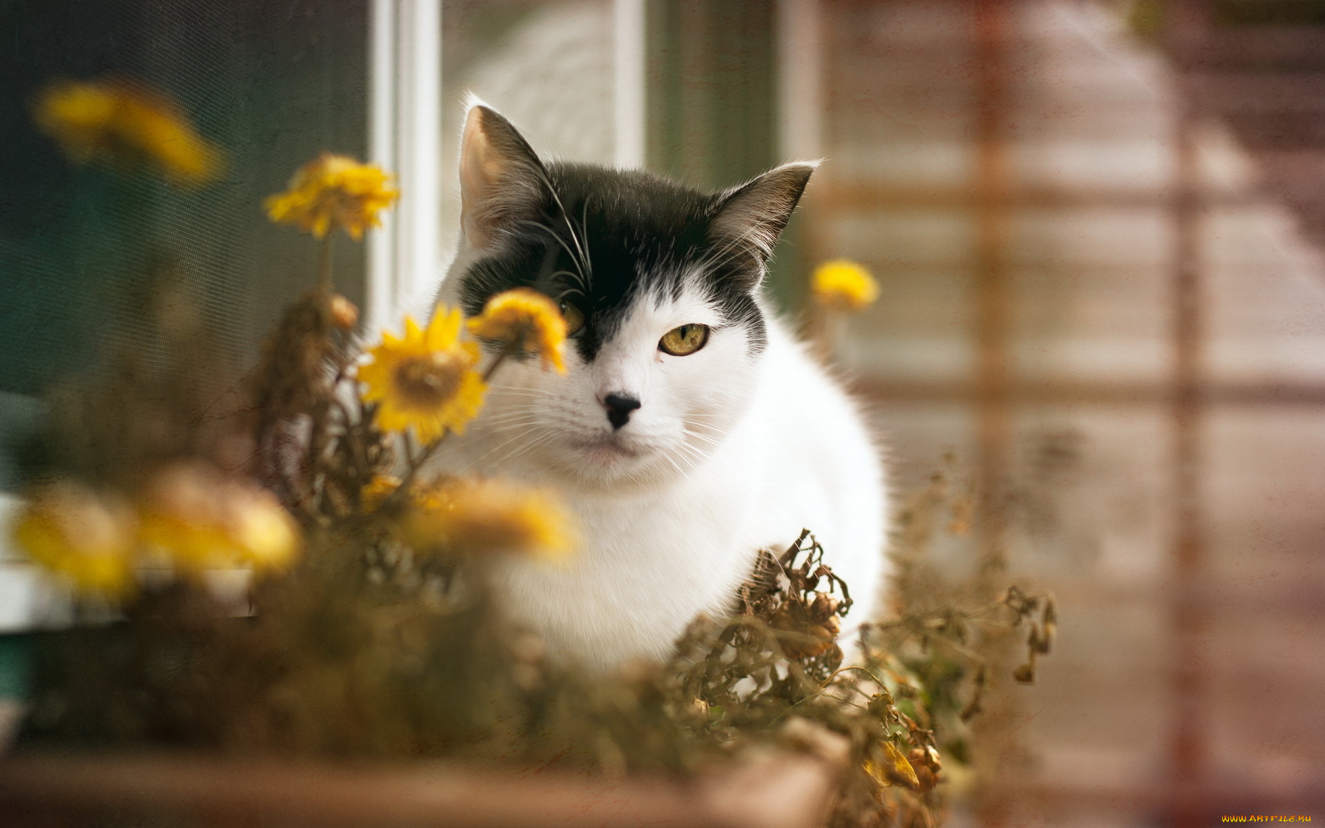 животные, коты, кошка, цветы, дом