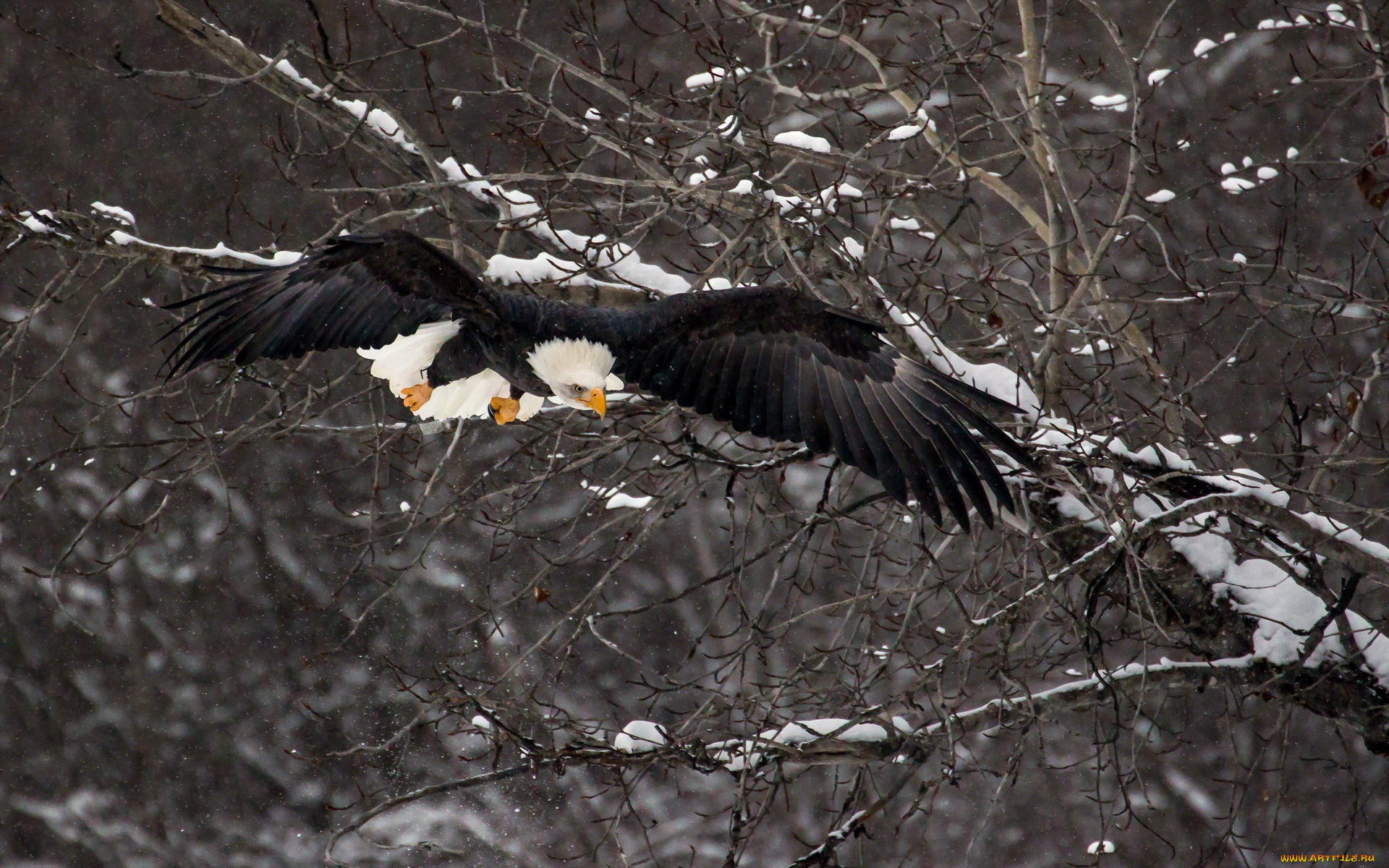 животные, птицы, хищники, зима, птица, орёл