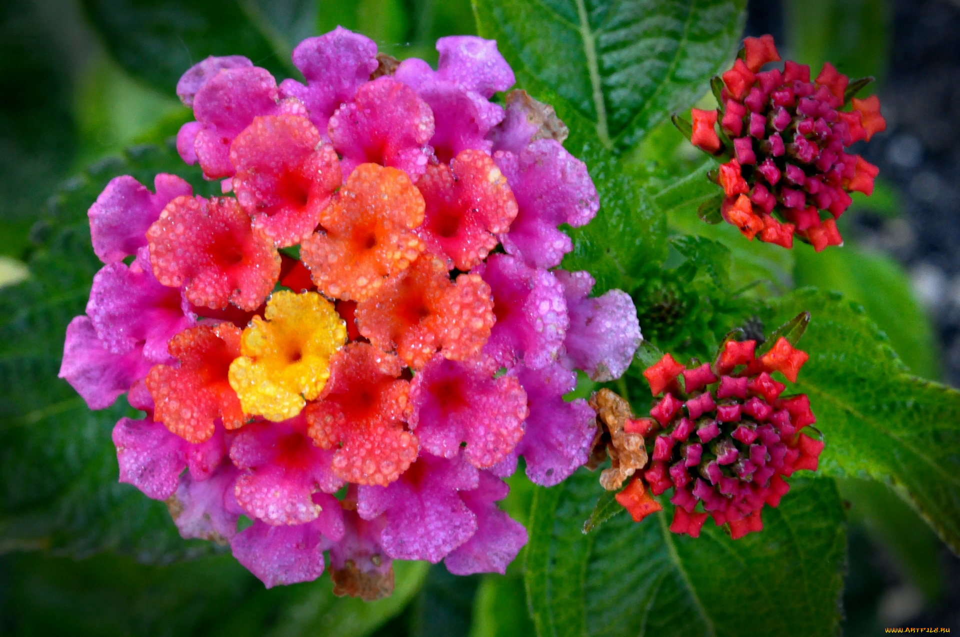 цветы, лантана, вербена, макро