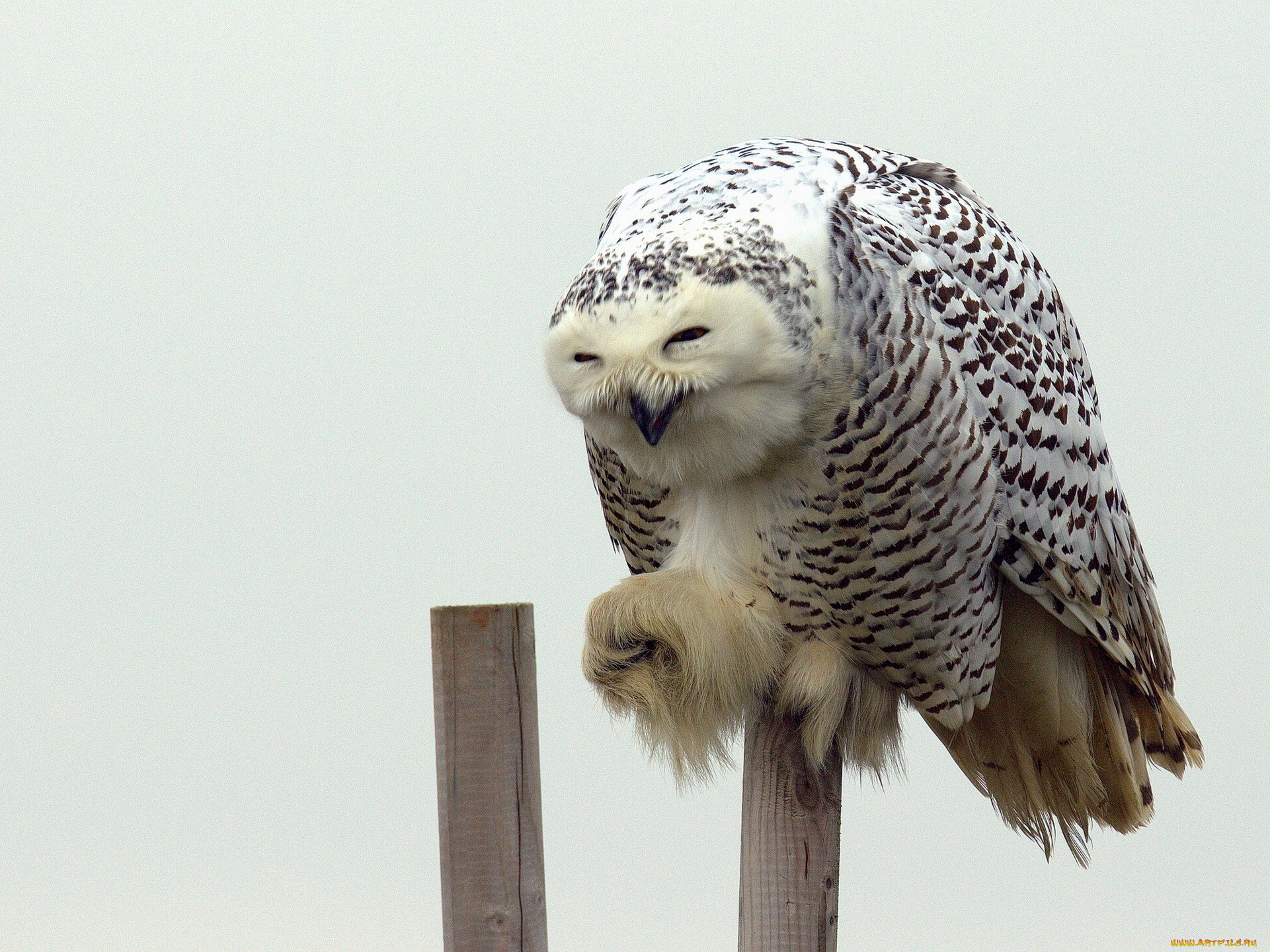 животные, совы, полярная, сова, белая