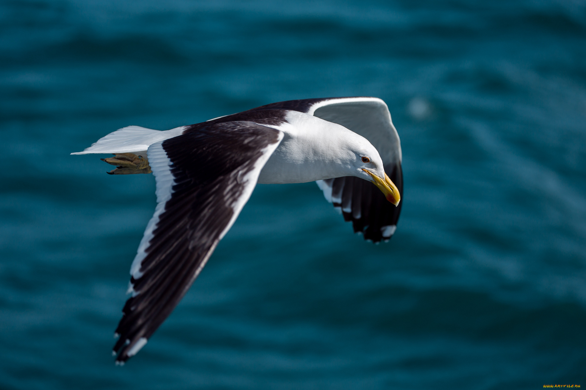 животные, Чайки, бакланы, крачки, океан, полёт