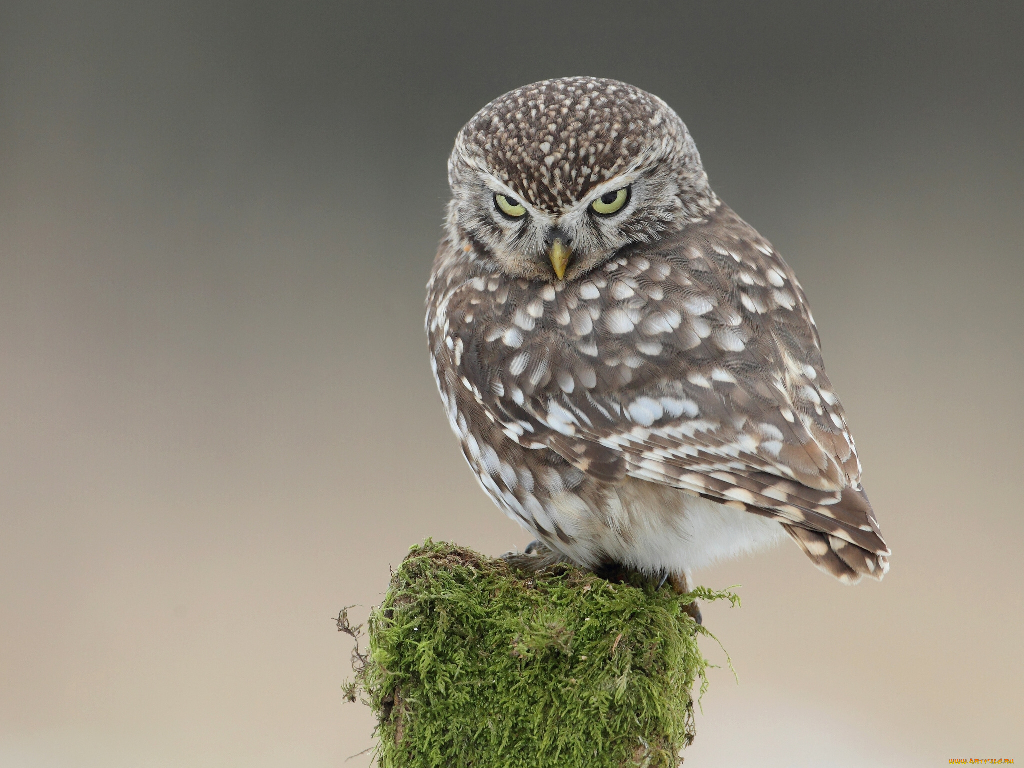 животные, совы, домовый, сыч