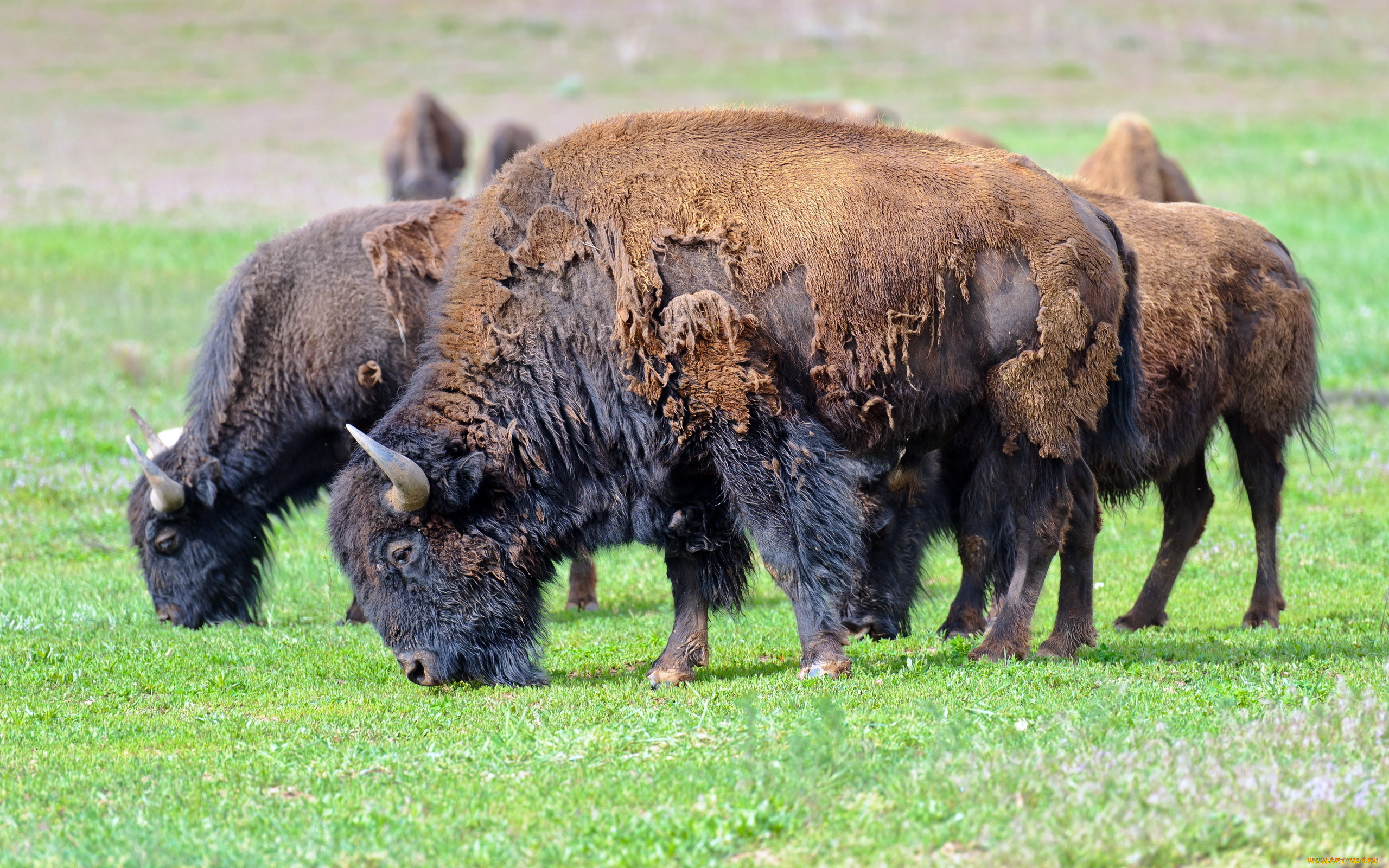 животные, зубры, бизоны, american, bison, природа, лето