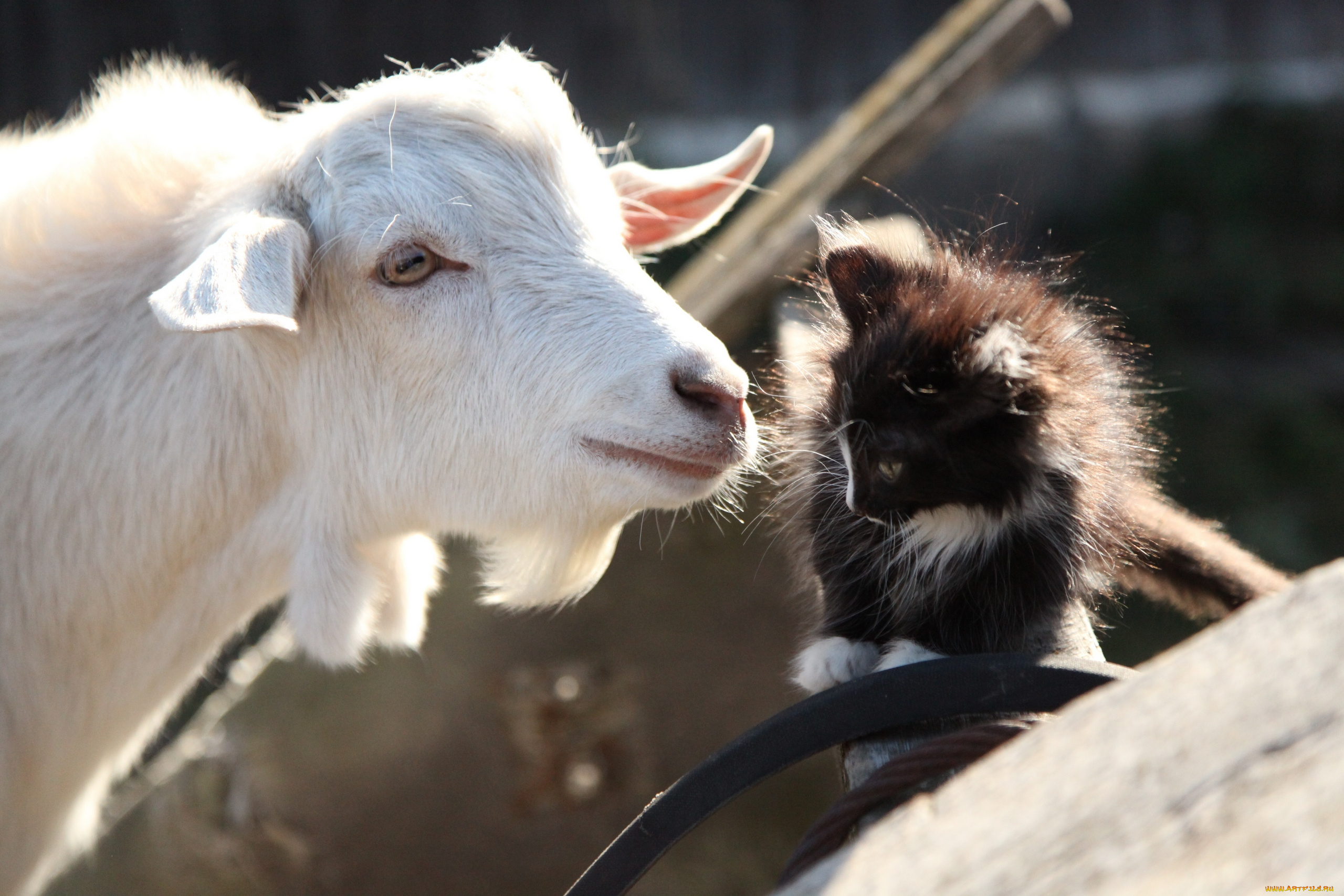 животные, разные, вместе, коза, котёнок