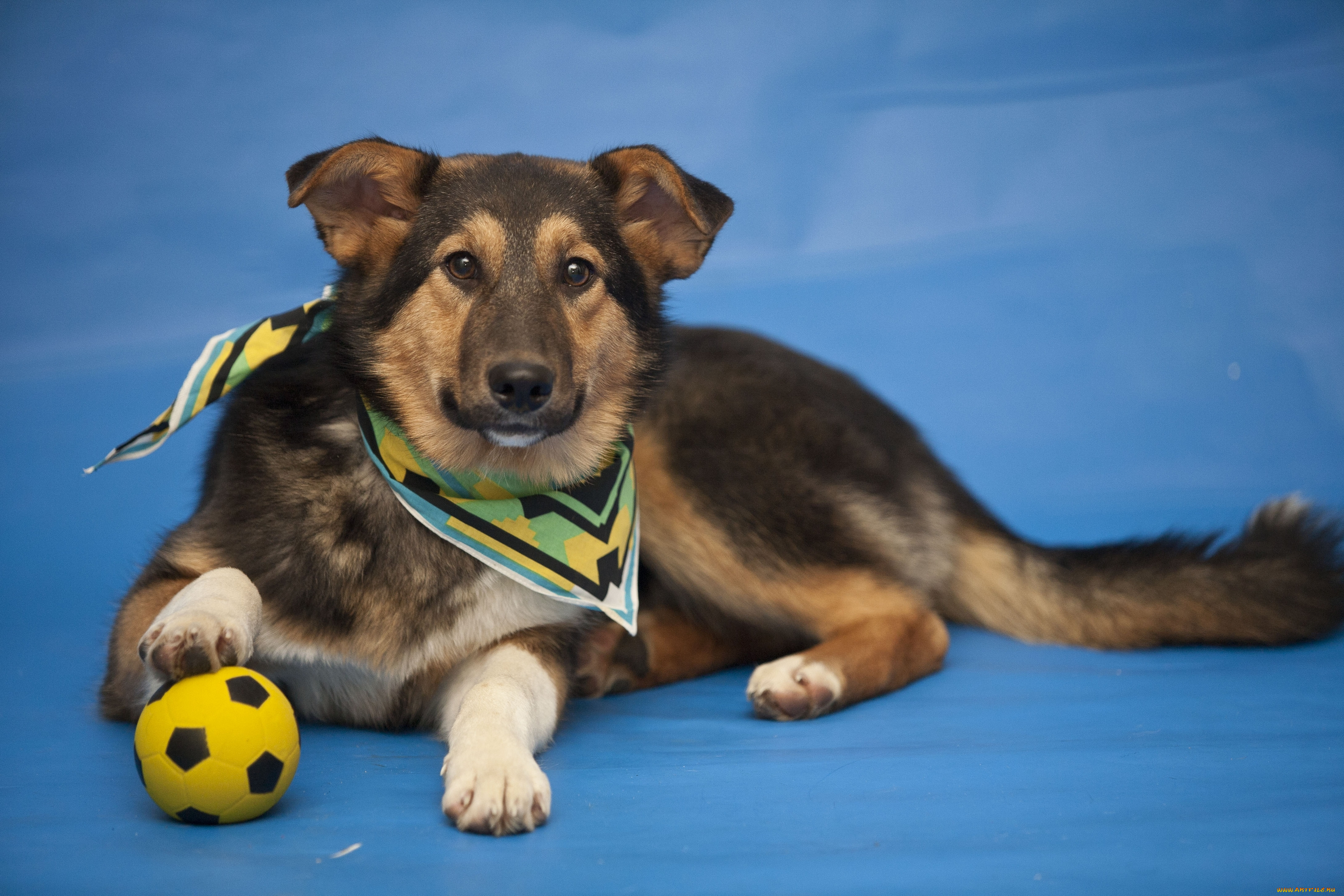 животные, собаки, футболист