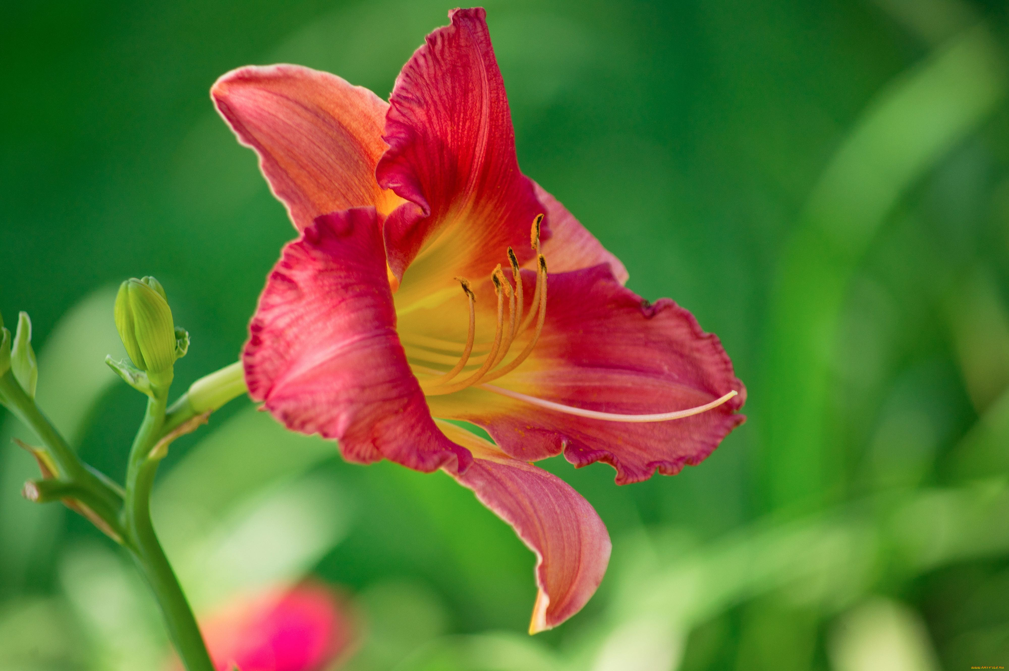 цветы, лилии, лилейники, лепестки, макро