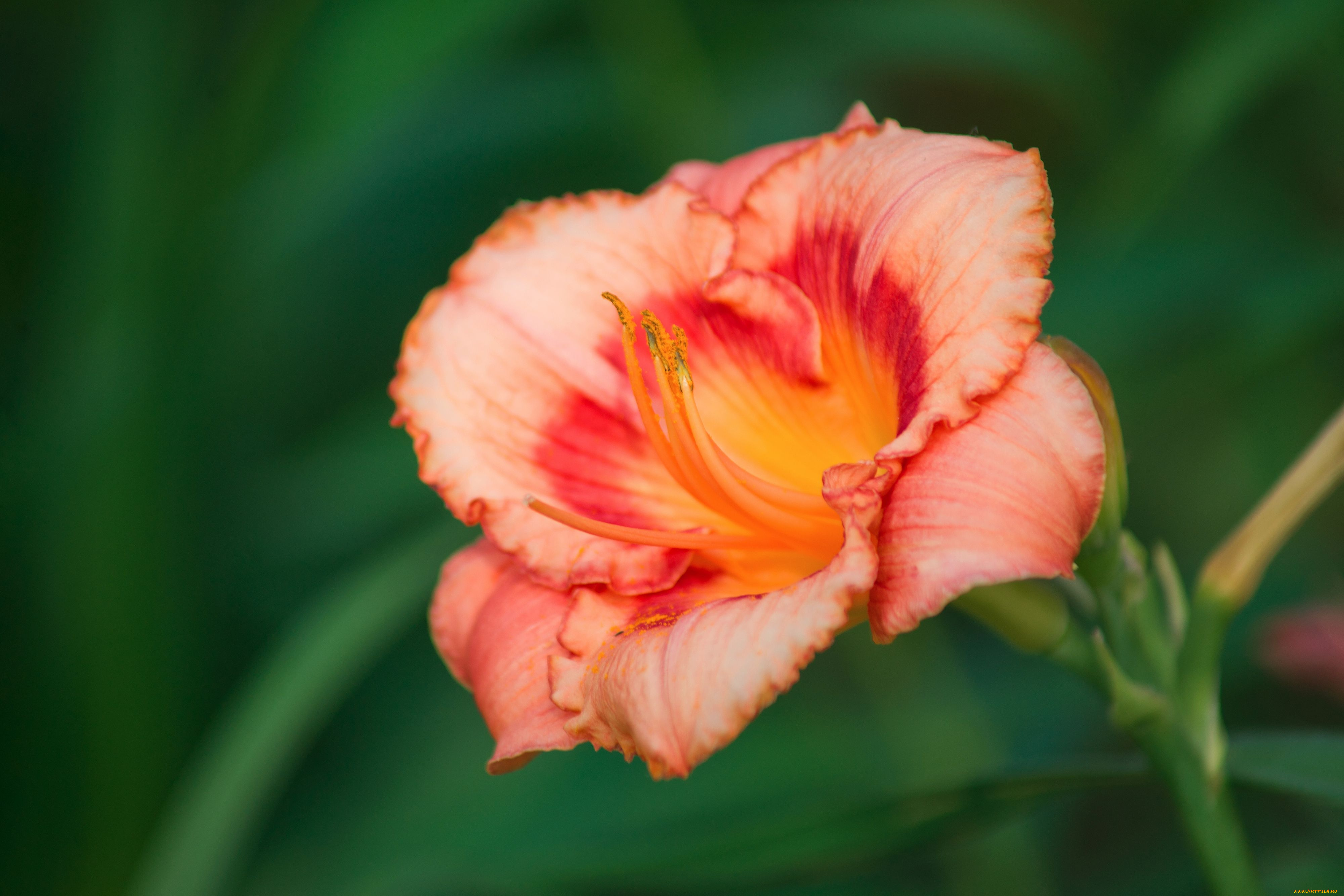 цветы, лилии, лилейники, макро