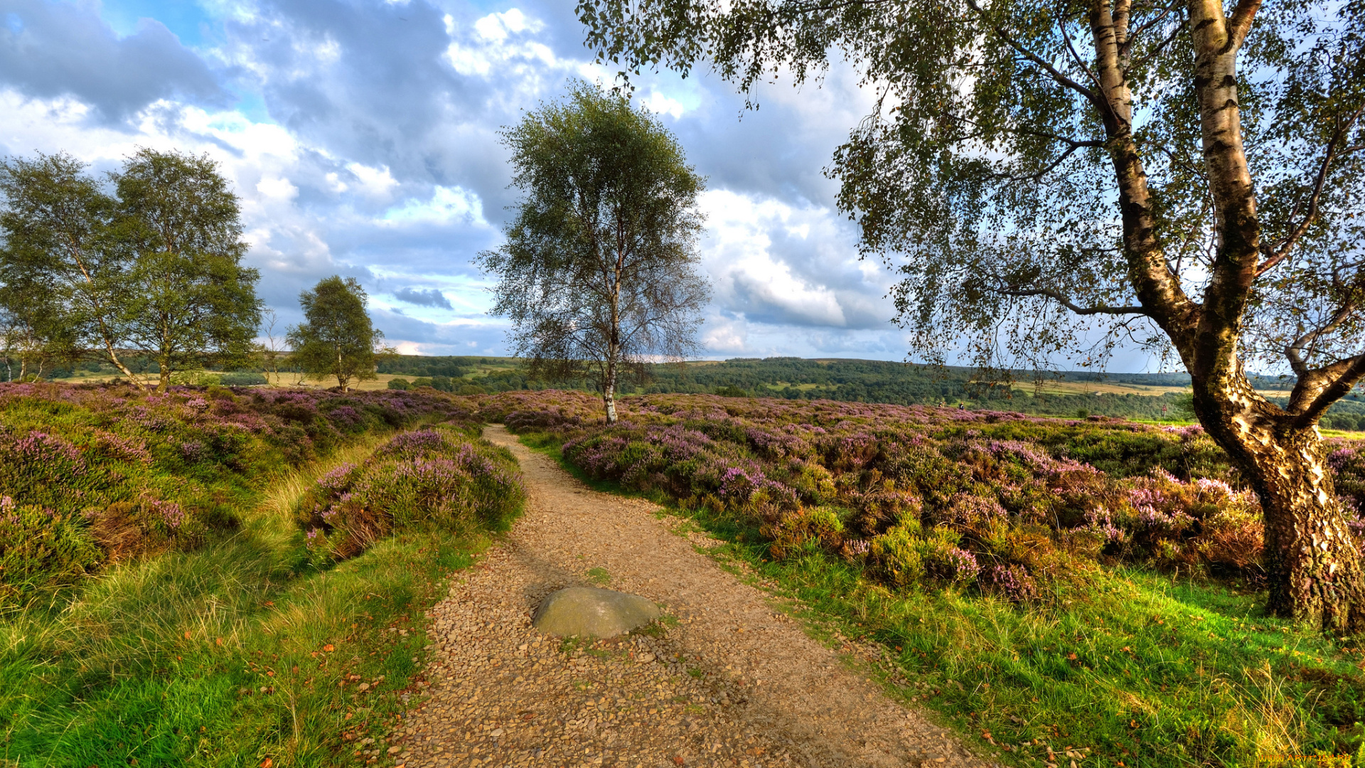 природа, дороги, деревья, трава, дорога, поле