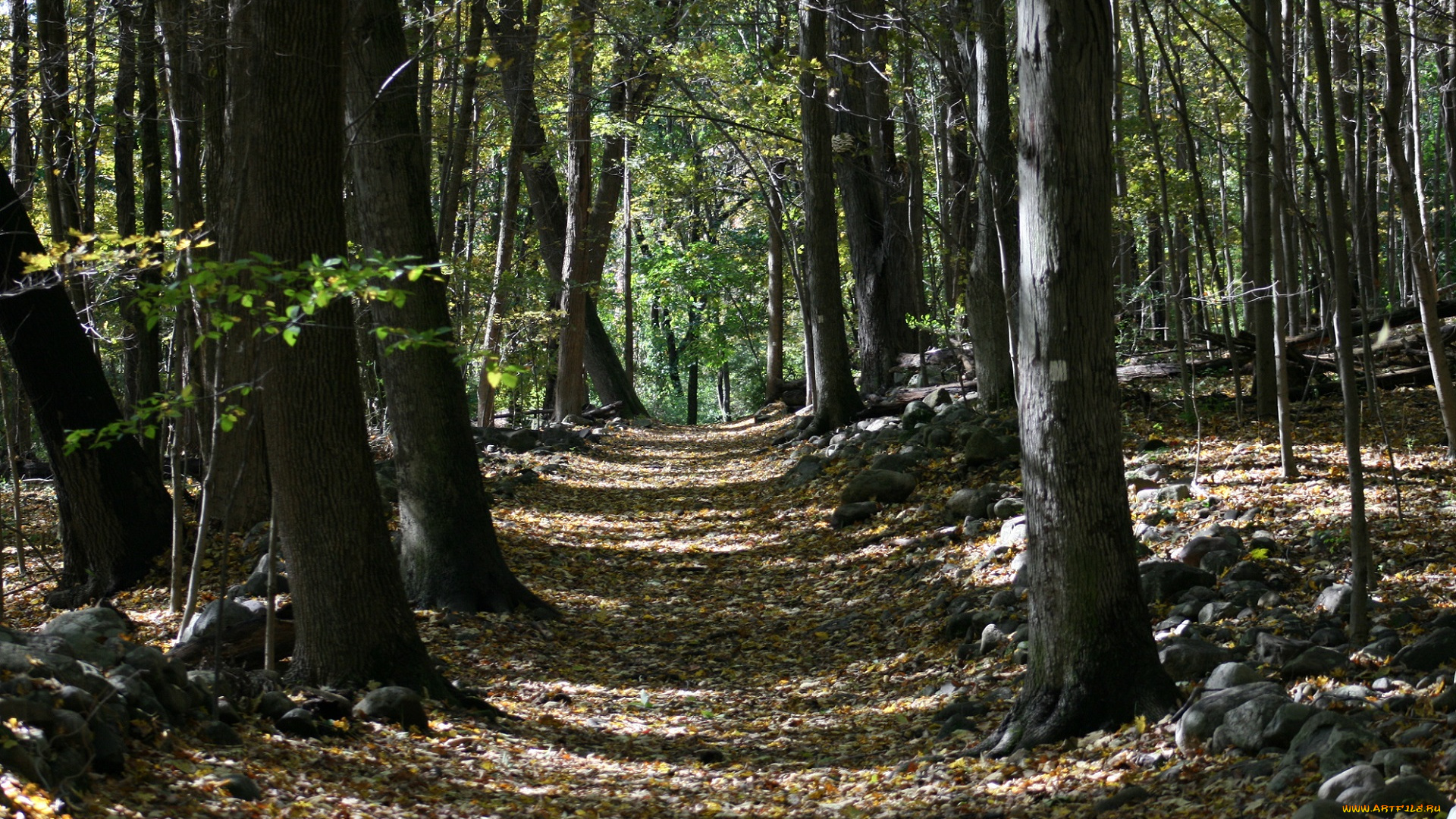 природа, дороги, стволы, деревья, листья, дорога