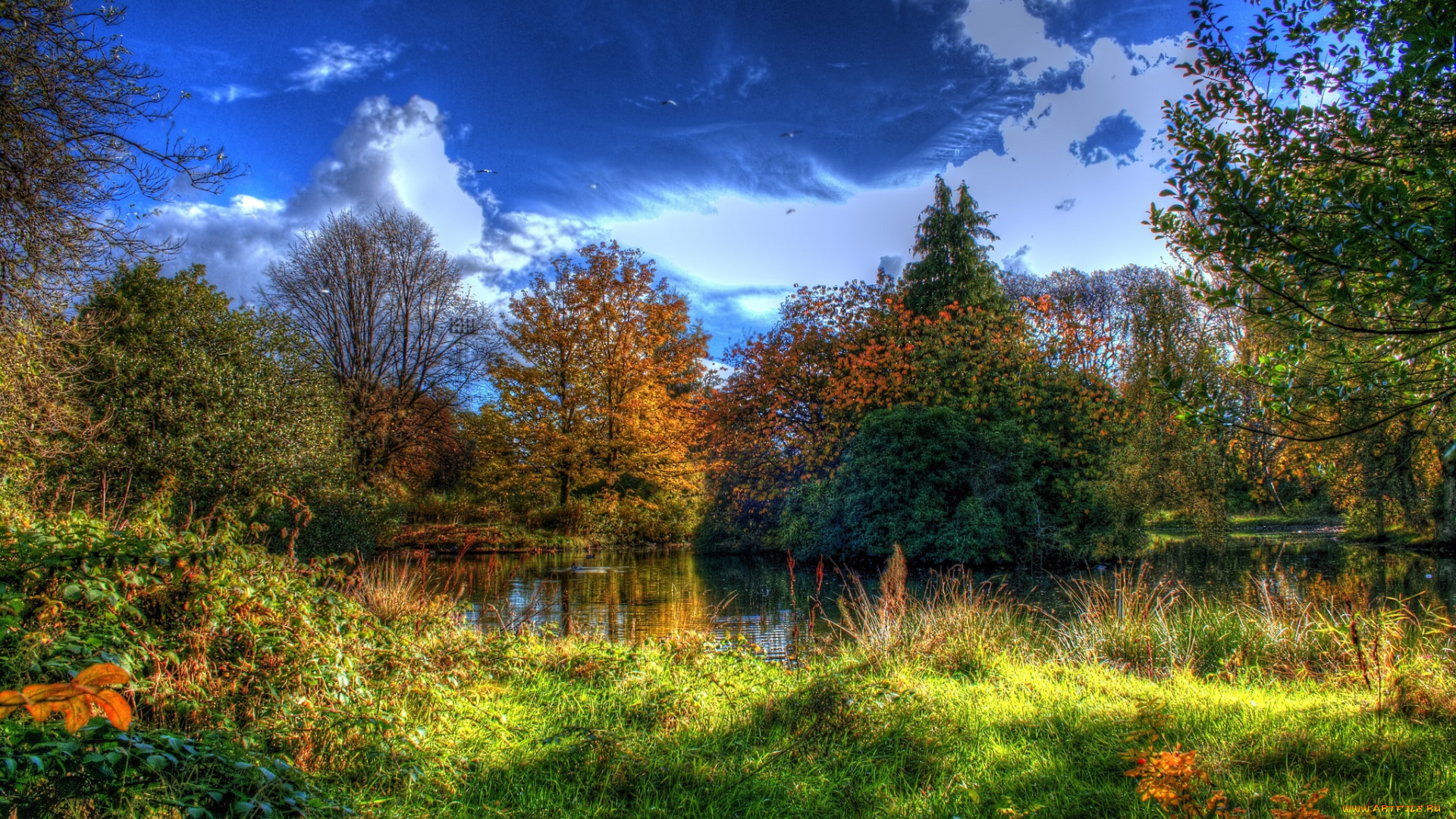 природа, лес, трава, озеро, осель