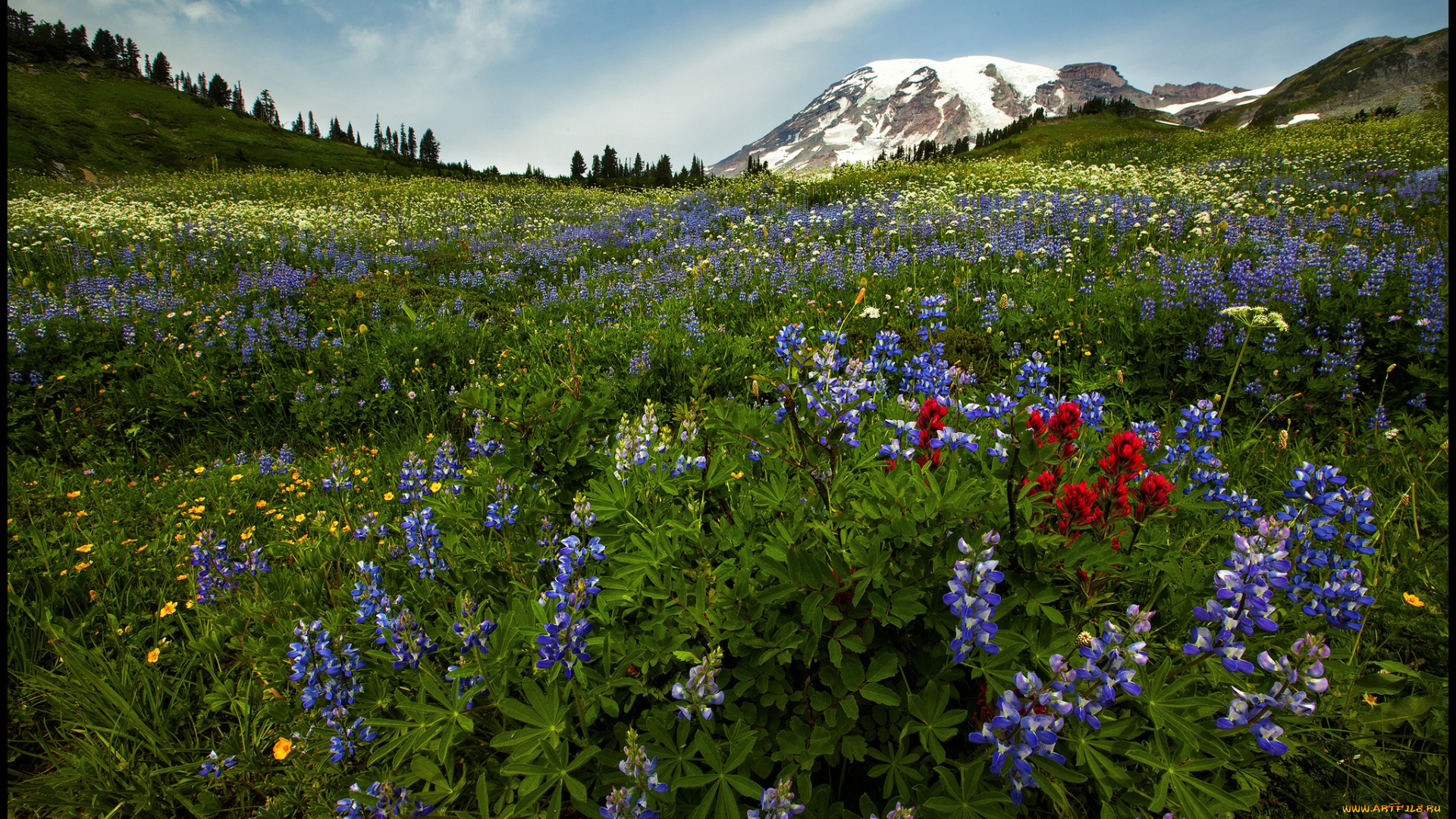 природа, луга, цветы, лугг, трава, гора