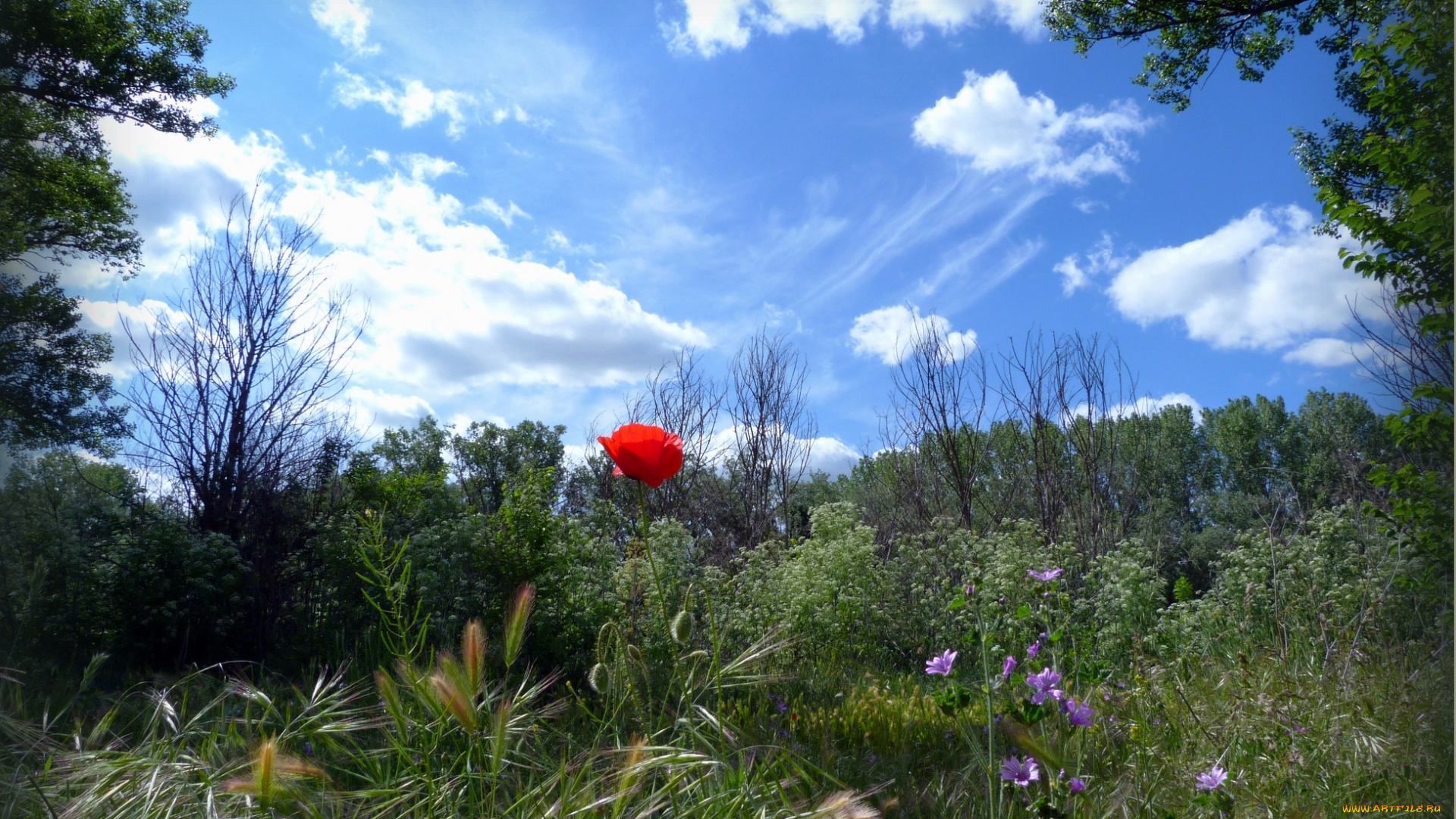 природа, луга, облака, цветы, трава, луг