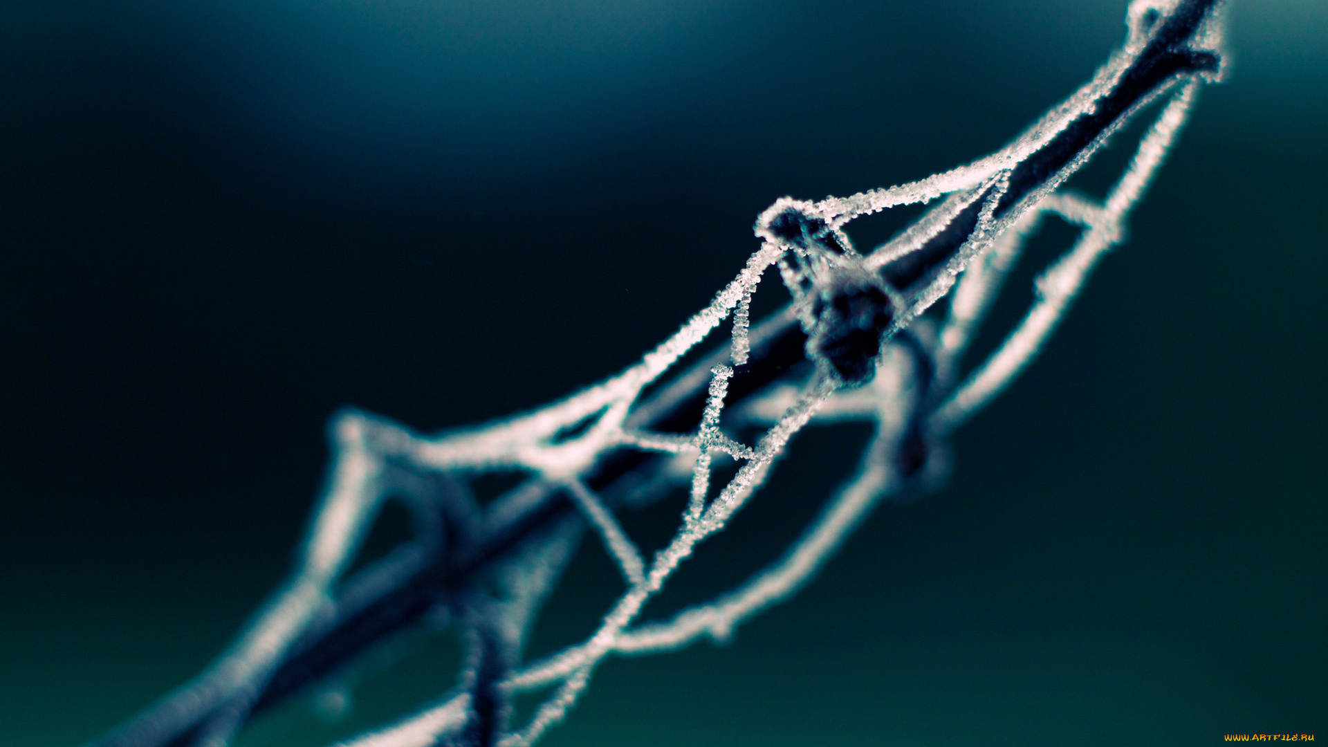 природа, макро, лед, паутина