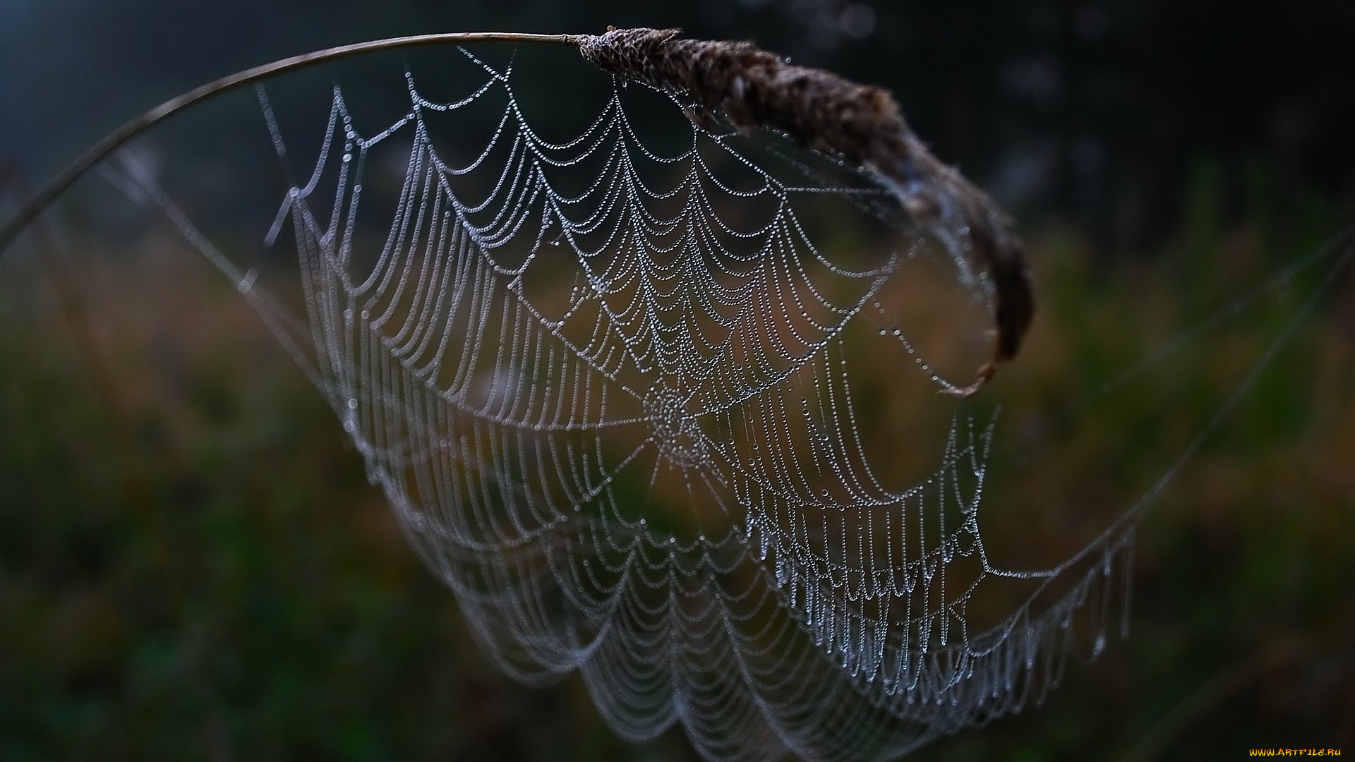 природа, макро, паутина, капли