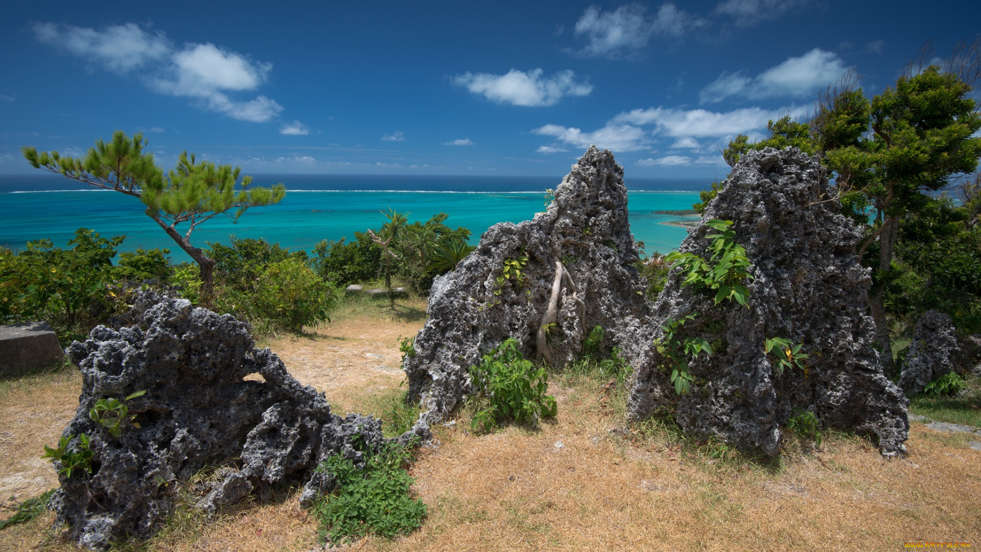 природа, побережье, растительность, камни, берег, океан