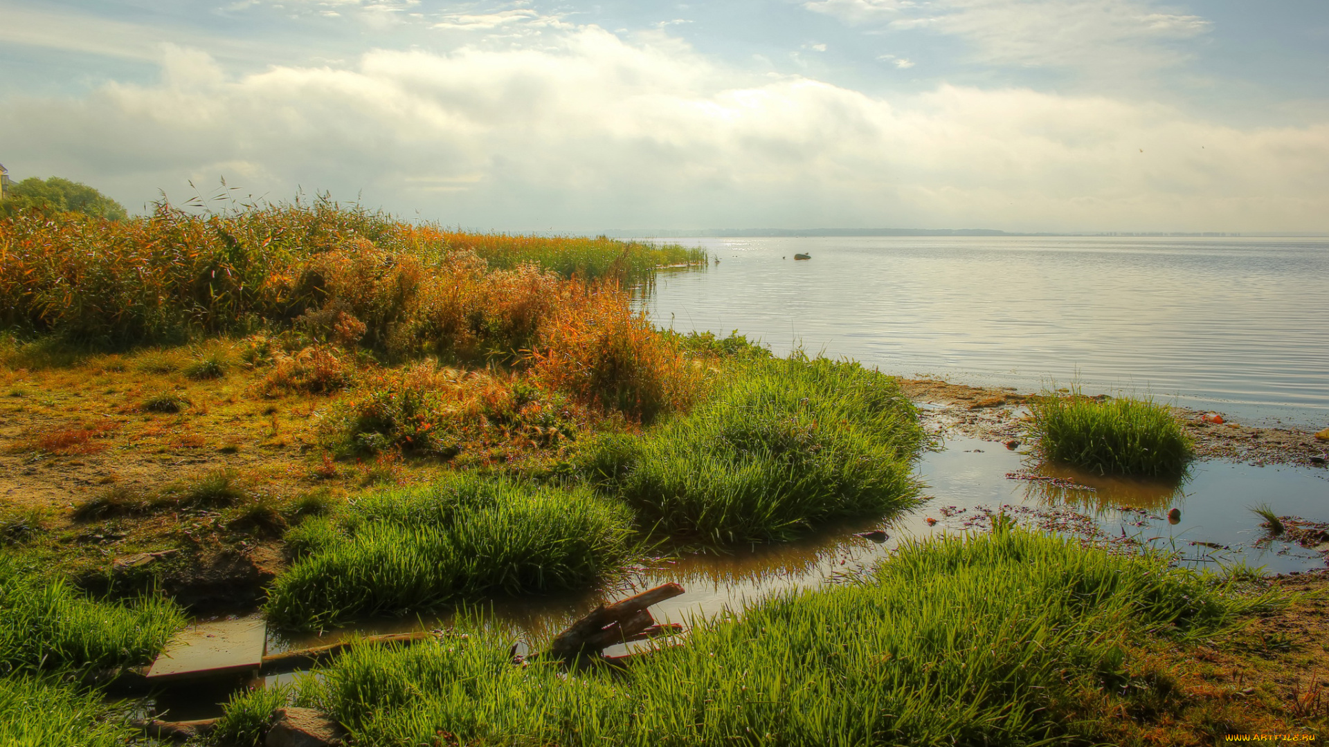 природа, побережье, река, трава