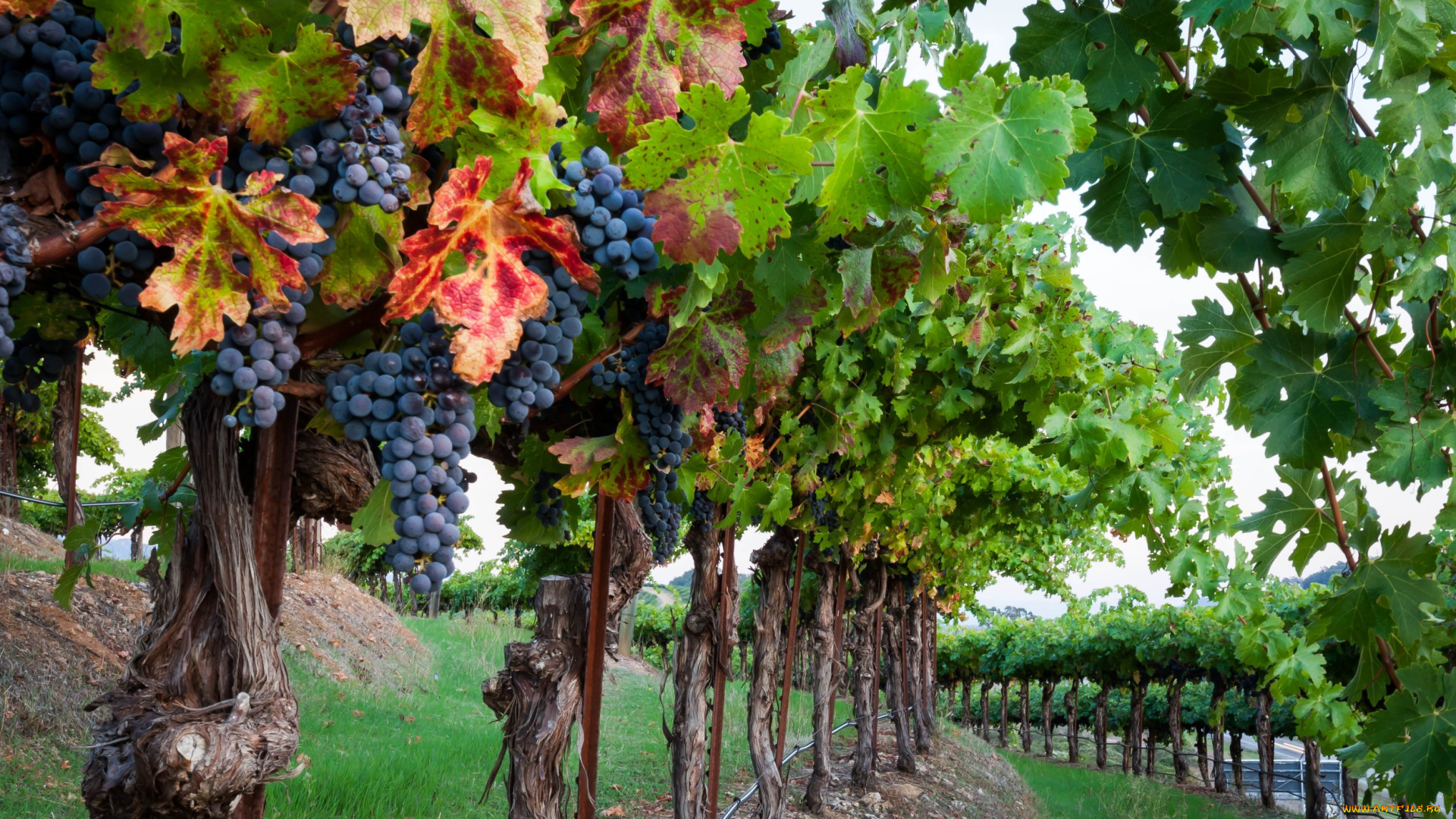 природа, Ягоды, , виноград, кисти, листья, лоза, виноградник