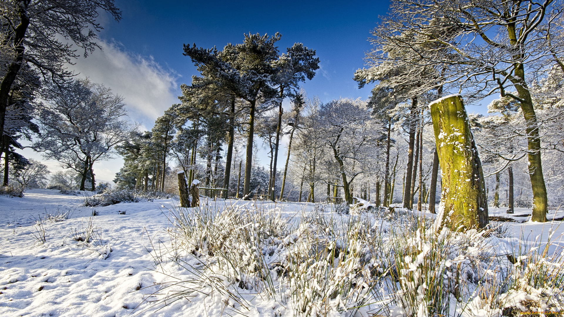 природа, зима, трава, снег, поле, облака, сосны