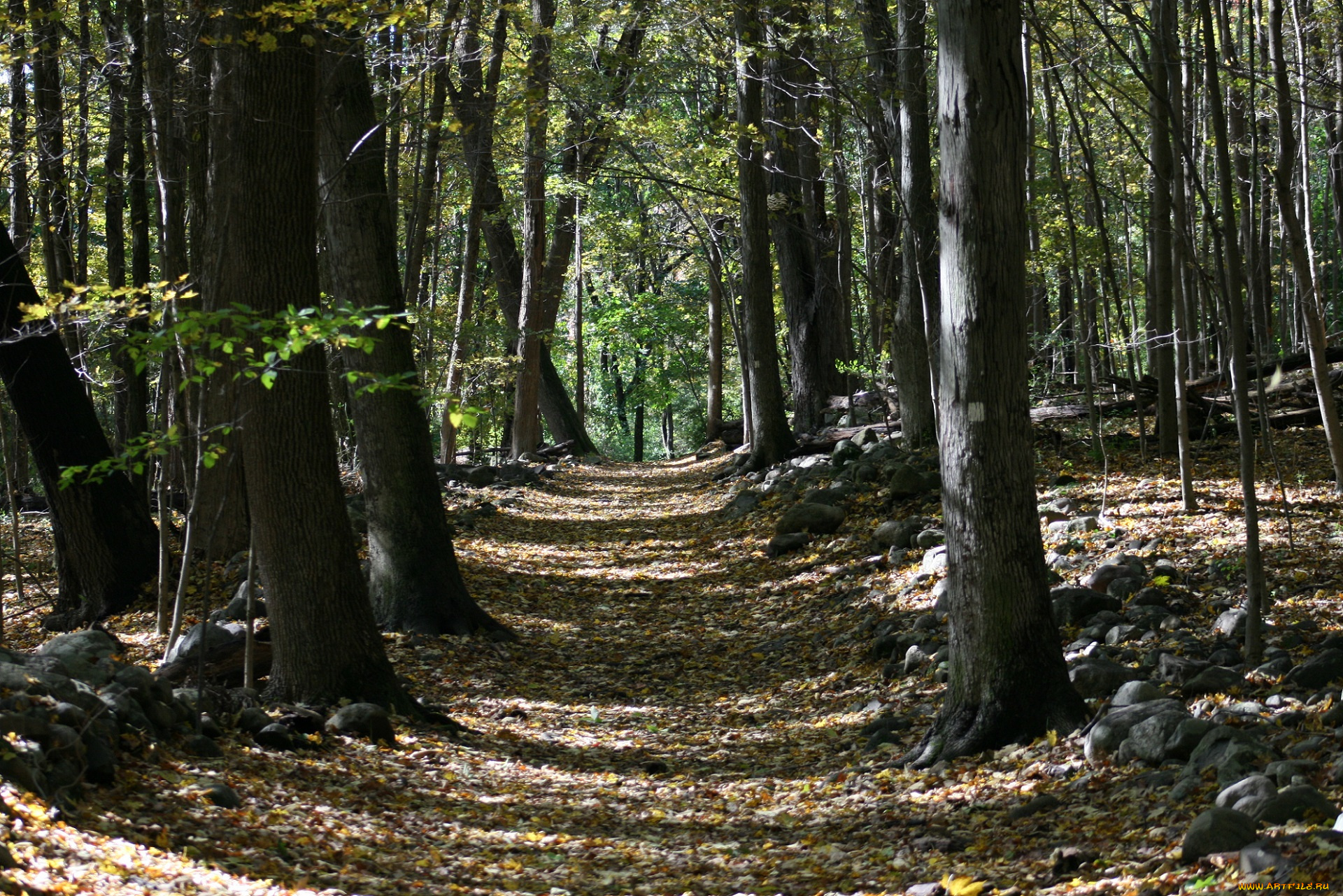 природа, дороги, стволы, деревья, листья, дорога