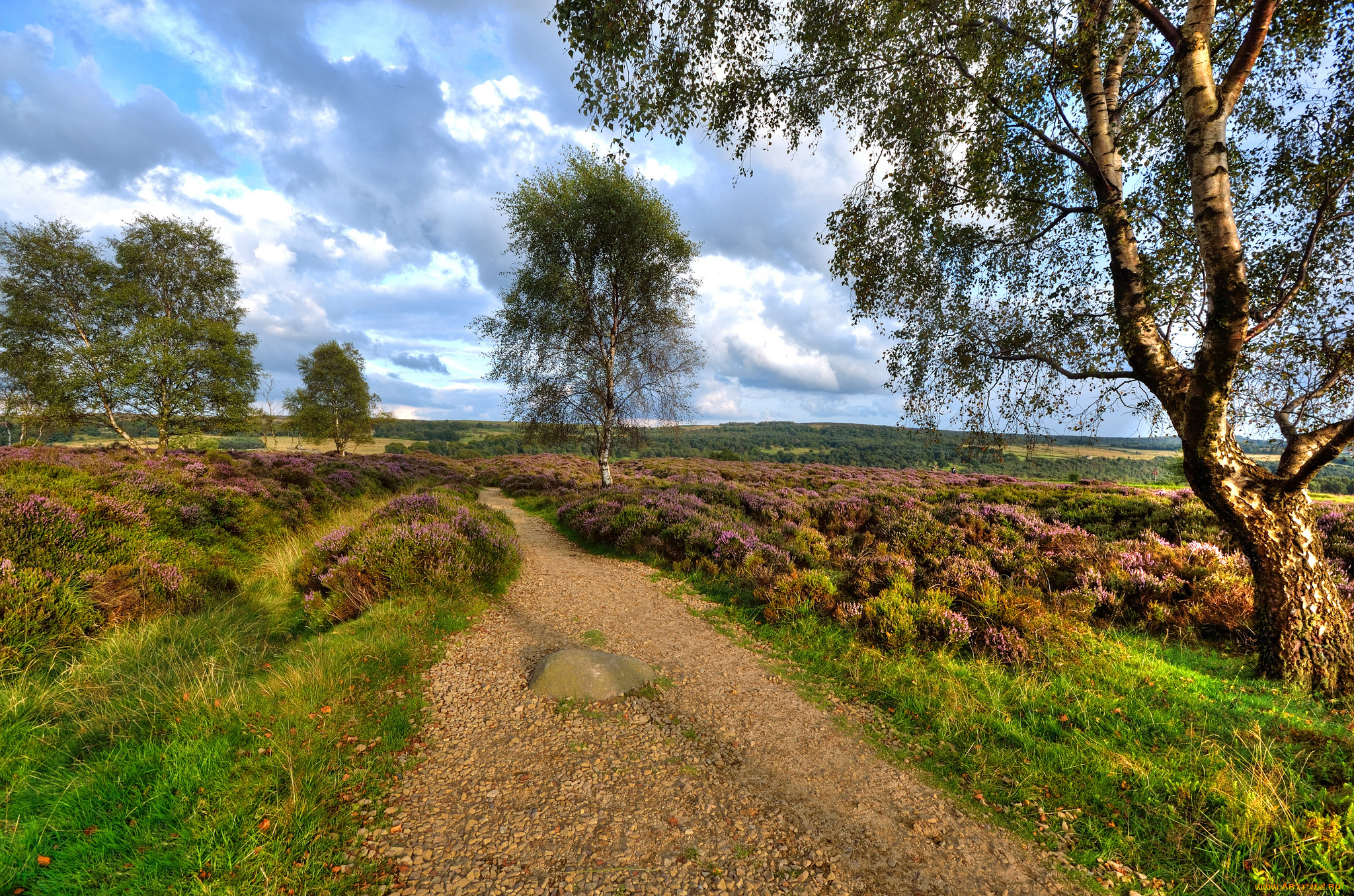 природа, дороги, деревья, трава, дорога, поле