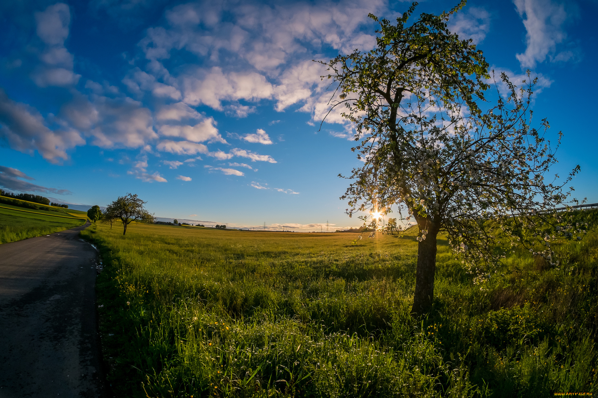 природа, дороги, шоссе, поле, дерево, трава, свет